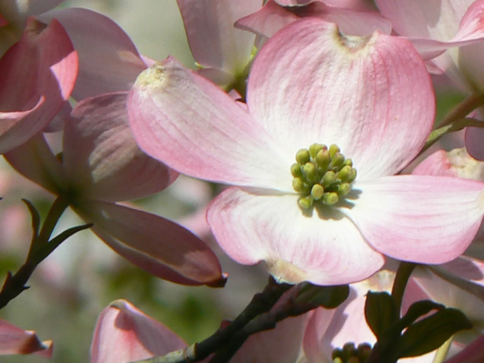 Flowering Dogwood (Cornus Florida) — acidic soils rich in organic matter