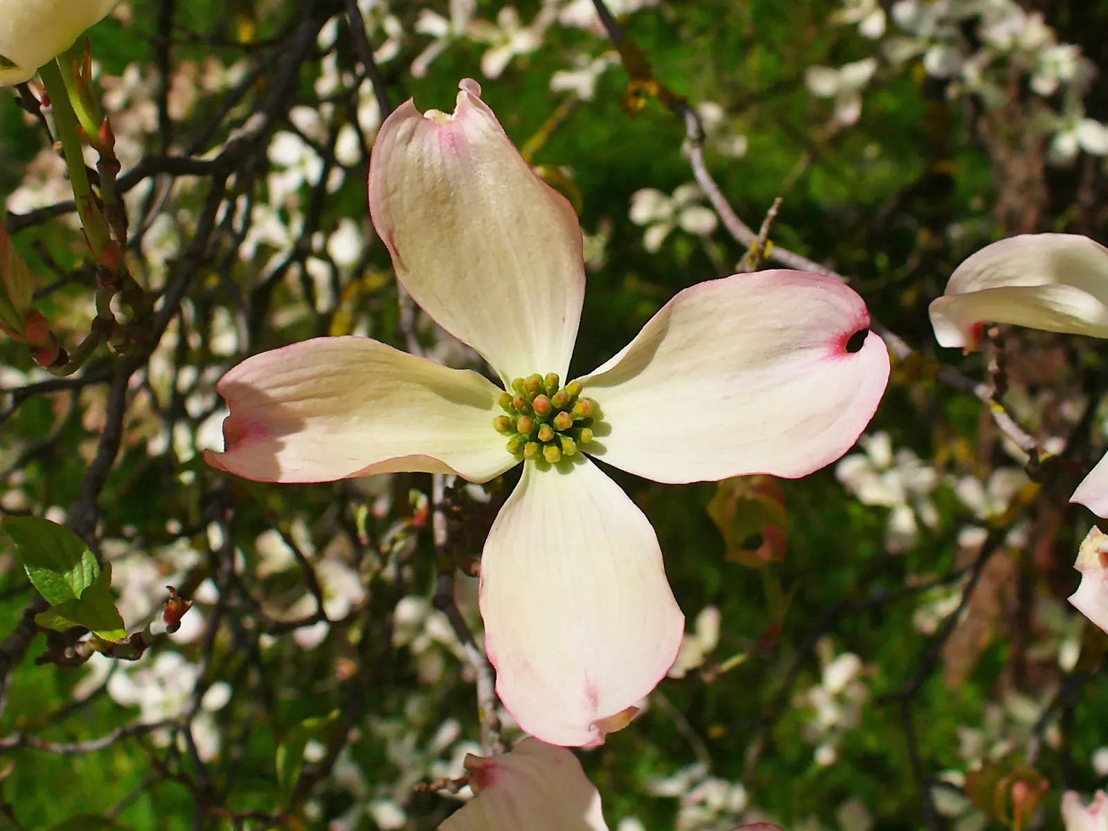 Flowering Dogwood (Cornus Florida) — scientifically known as Cornus florida