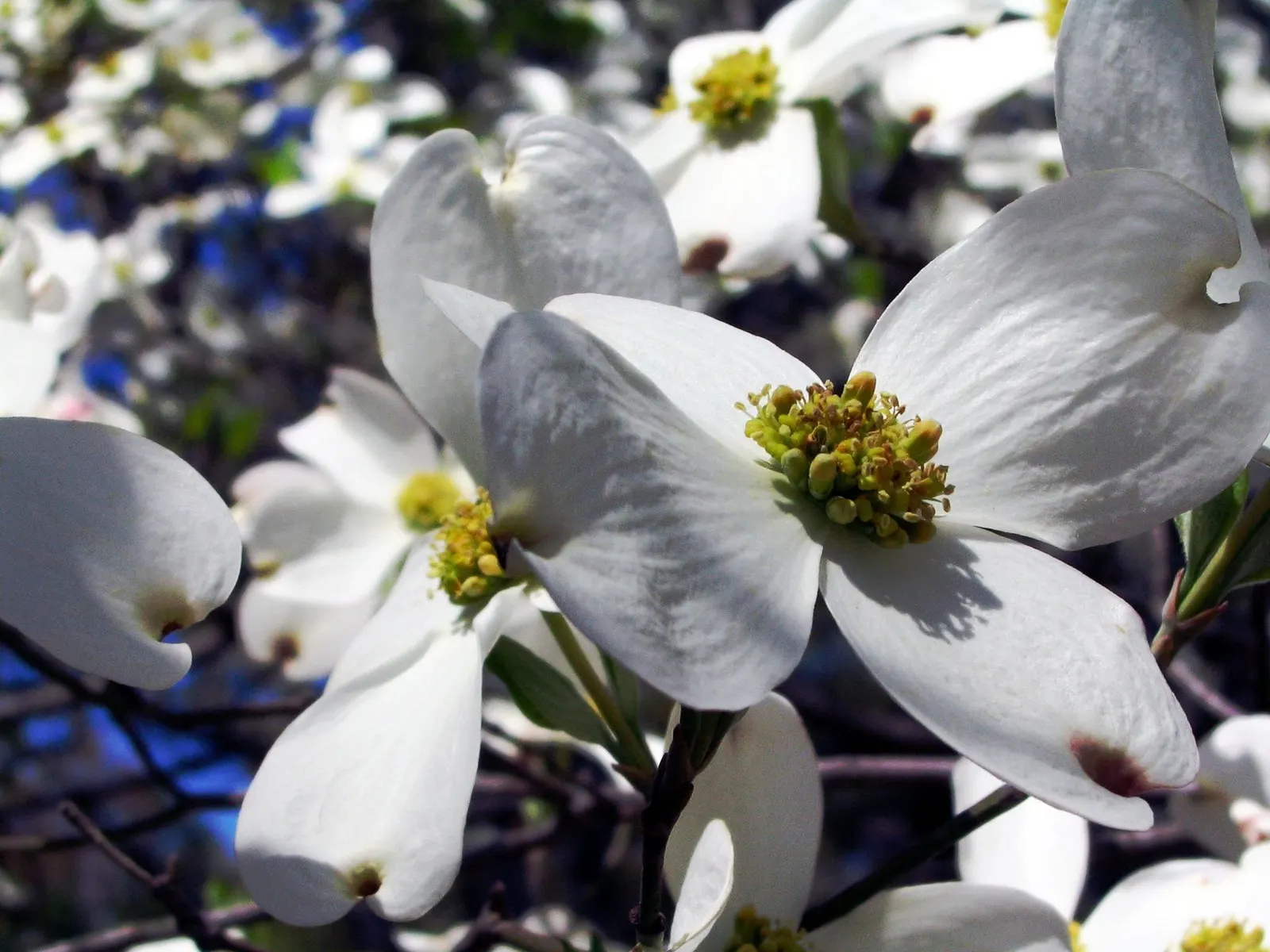 Flowering Dogwood (Cornus Florida) — The Flowering Dogwood (Cornus florida) is a cherished small deciduous tree that reaches 20-30 feet in height; prefers