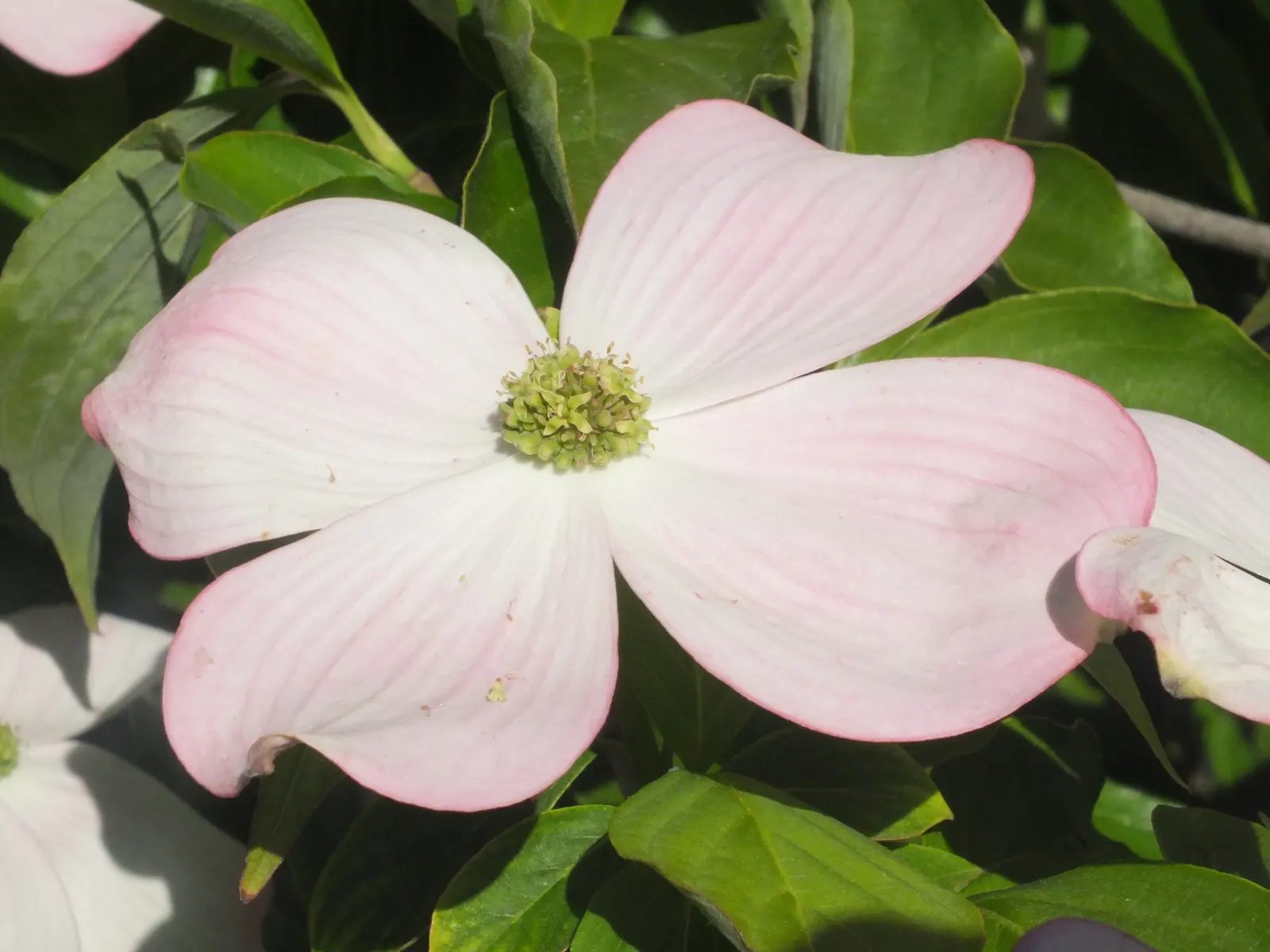Flowering Dogwood (Cornus Florida) — is a classic ornamental tree cherished for its year-round beauty; remember to space these trees adequately apart to ensure