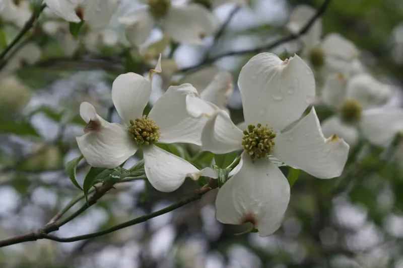 Flowering Dogwood (Cornus Florida) — Its blossoms not only add ornate value but also attract pollinators to the landscape.<br><br>By autumn; remember to space