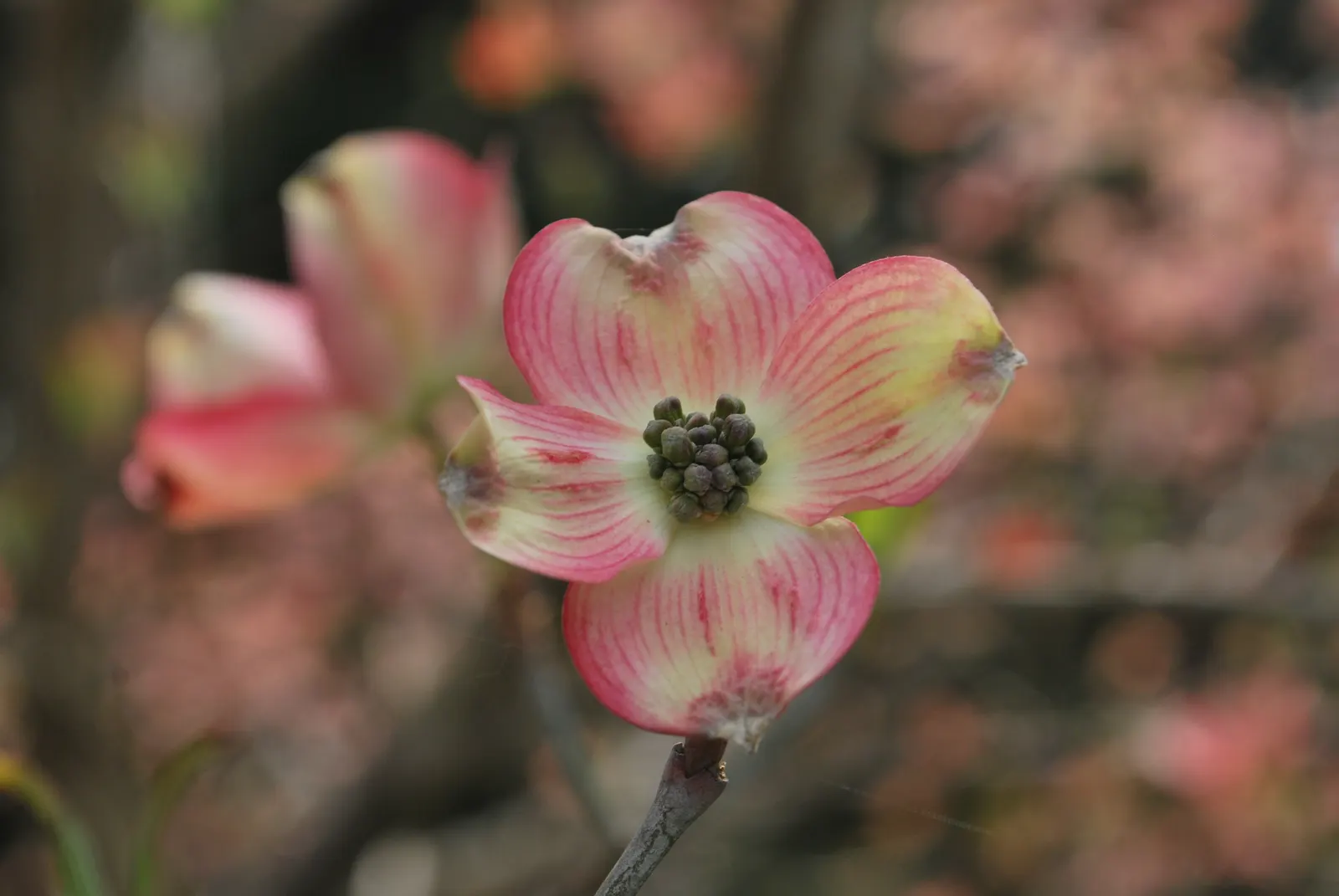 Flowering Dogwood (Cornus Florida) — These bracts are most commonly white but can exhibit hues of pink or red; accompanied by bright red berries that provide