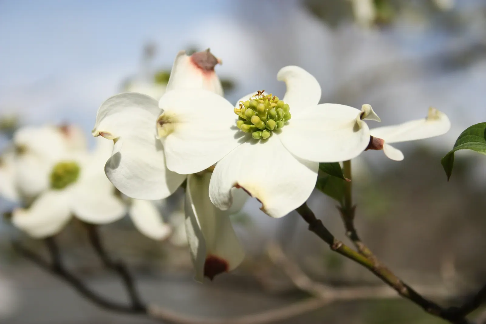Flowering Dogwood (Cornus Florida) — tree with white blooms