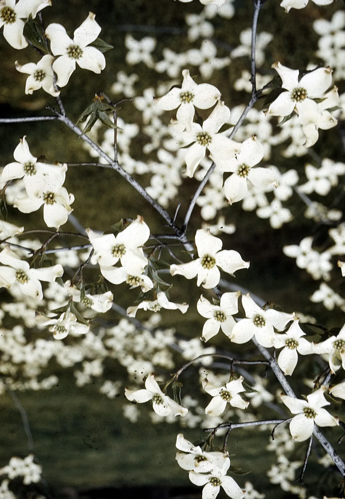 Flowering Dogwood (Cornus Florida) — performing best in partial shade to full sun exposure.<br><br>In the spring; prefers well-drained, acidic soil and partial