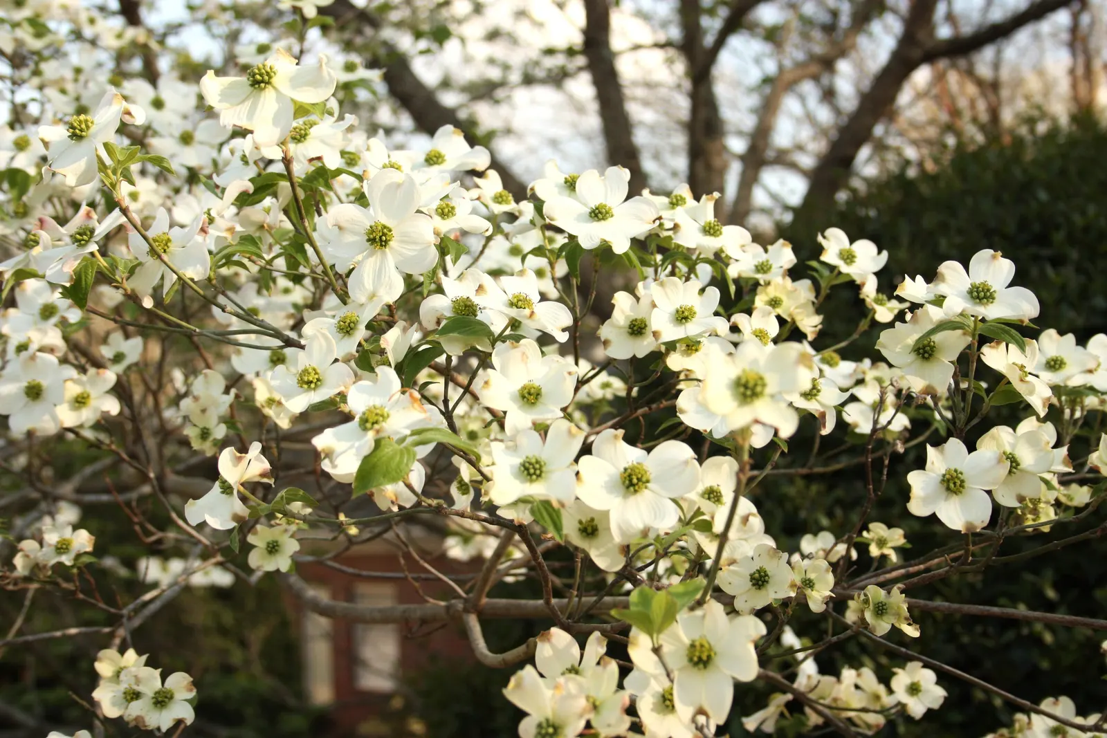 Flowering Dogwood (Cornus Florida) — white flowers in the garden