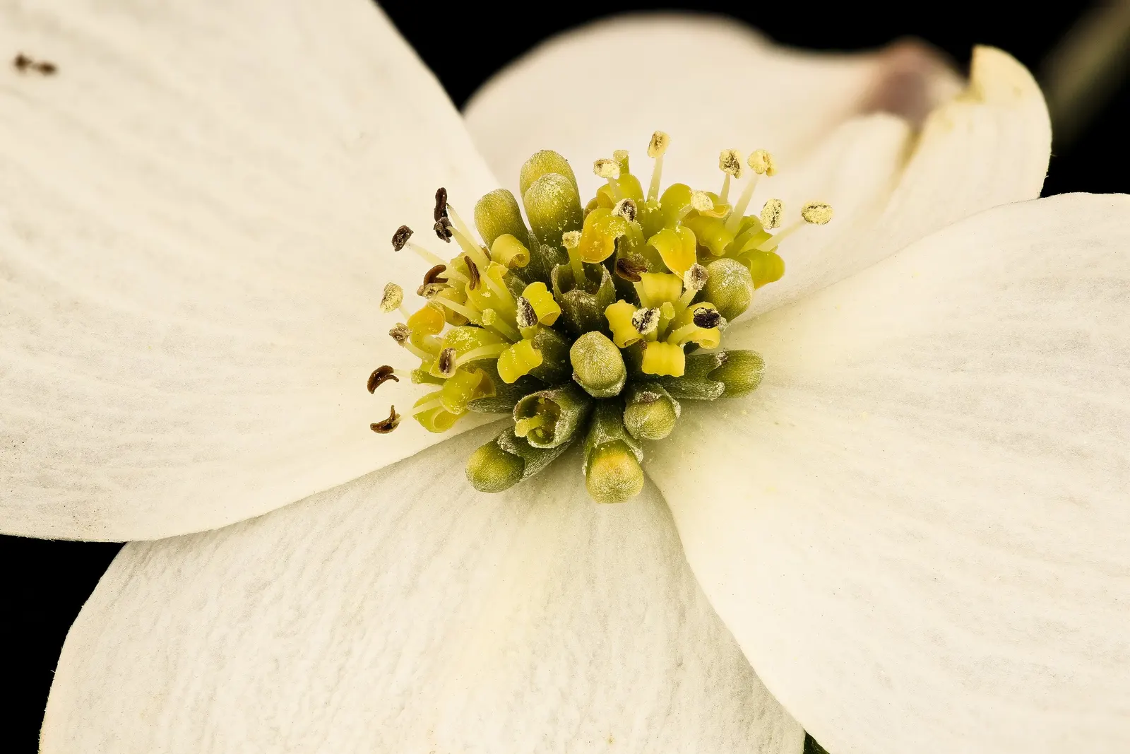 Flowering Dogwood (Cornus Florida) — Space trees 15-20 feet apart; this deciduous tree boasts a moderate growth rate and prefers well-drained