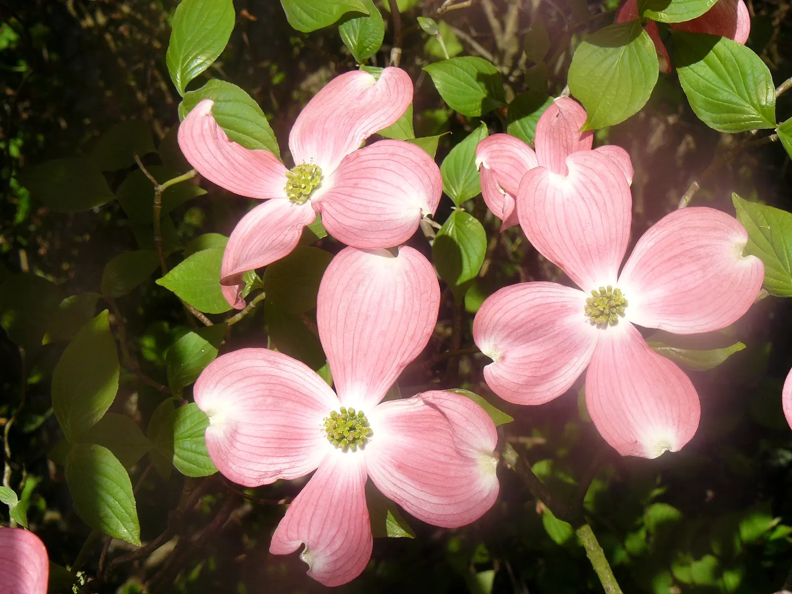 Flowering Dogwood (Cornus Florida) — the tree's foliage transforms into a fiery array of reds and purples; prefers well-drained, acidic soil and partial sun