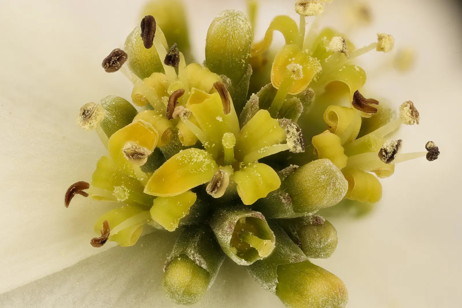 Flowering Dogwood (Cornus Florida) — Hardy in zones 5-9, it's ideal as a specimen tree or in mixed borders for a four-season appeal; prefers well-drained