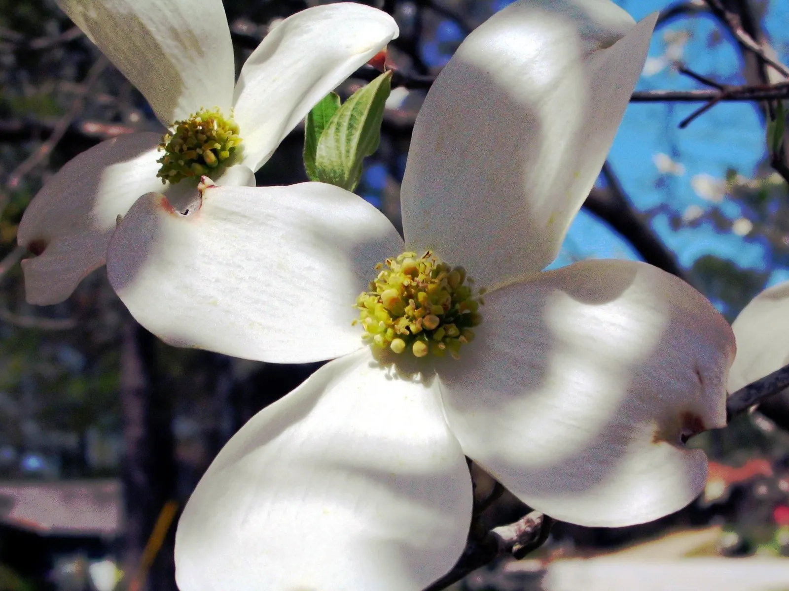 Flowering Dogwood (Cornus Florida) — tree for full or half