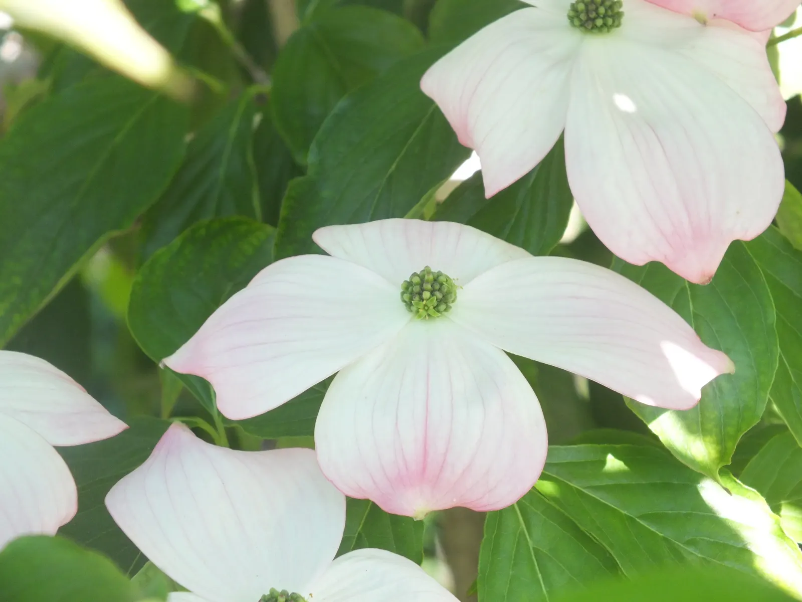 Flowering Dogwood (Cornus Florida) — reaching a mature height of 15 to 30 feet with a spread of 15 to 30 feet; this deciduous tree boasts a moderate growth