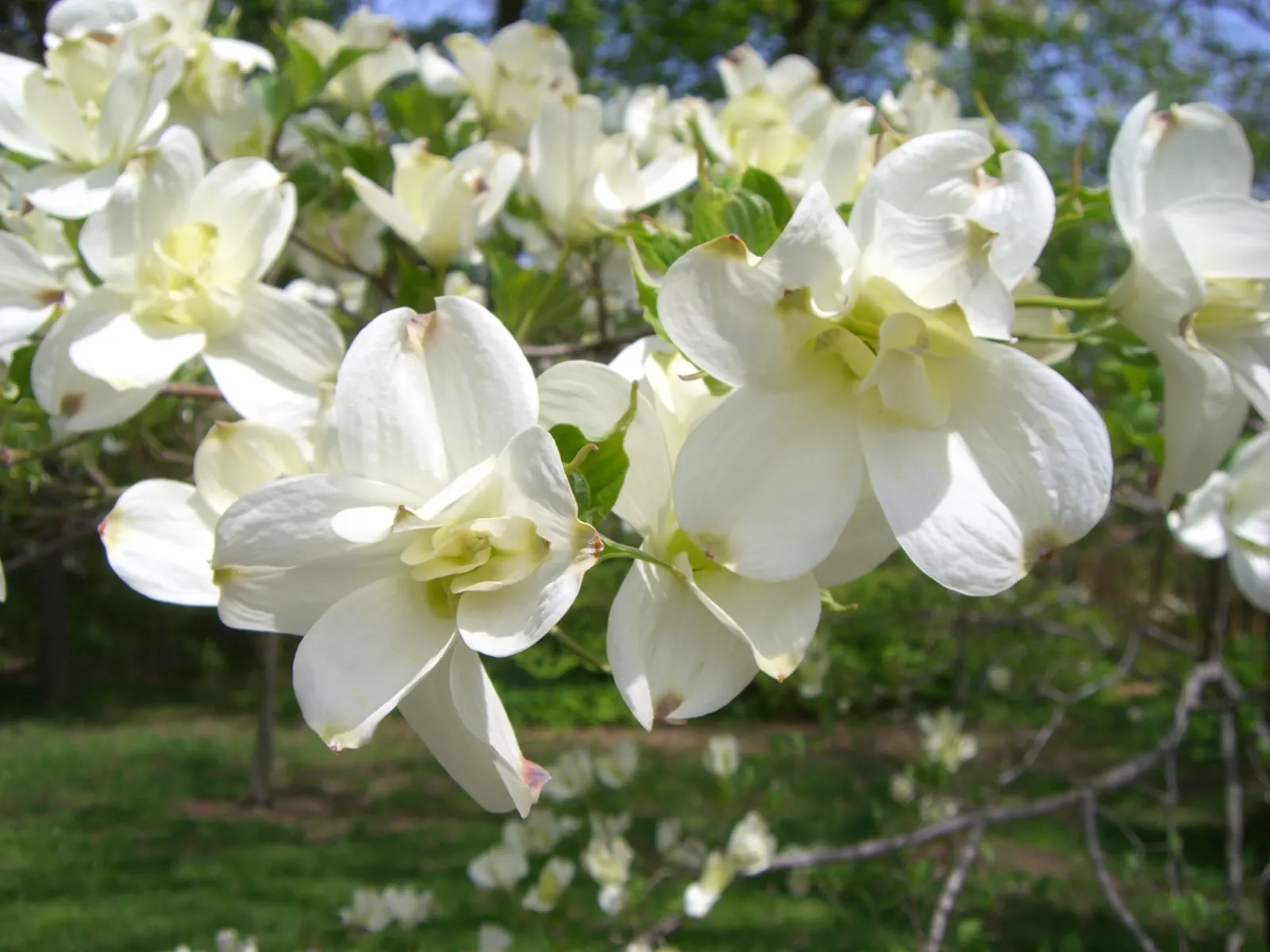 Flowering Dogwood (Cornus Florida) — it boasts red-purple autumn leaves and bright red berries; accompanied by bright red berries that provide nourishment for