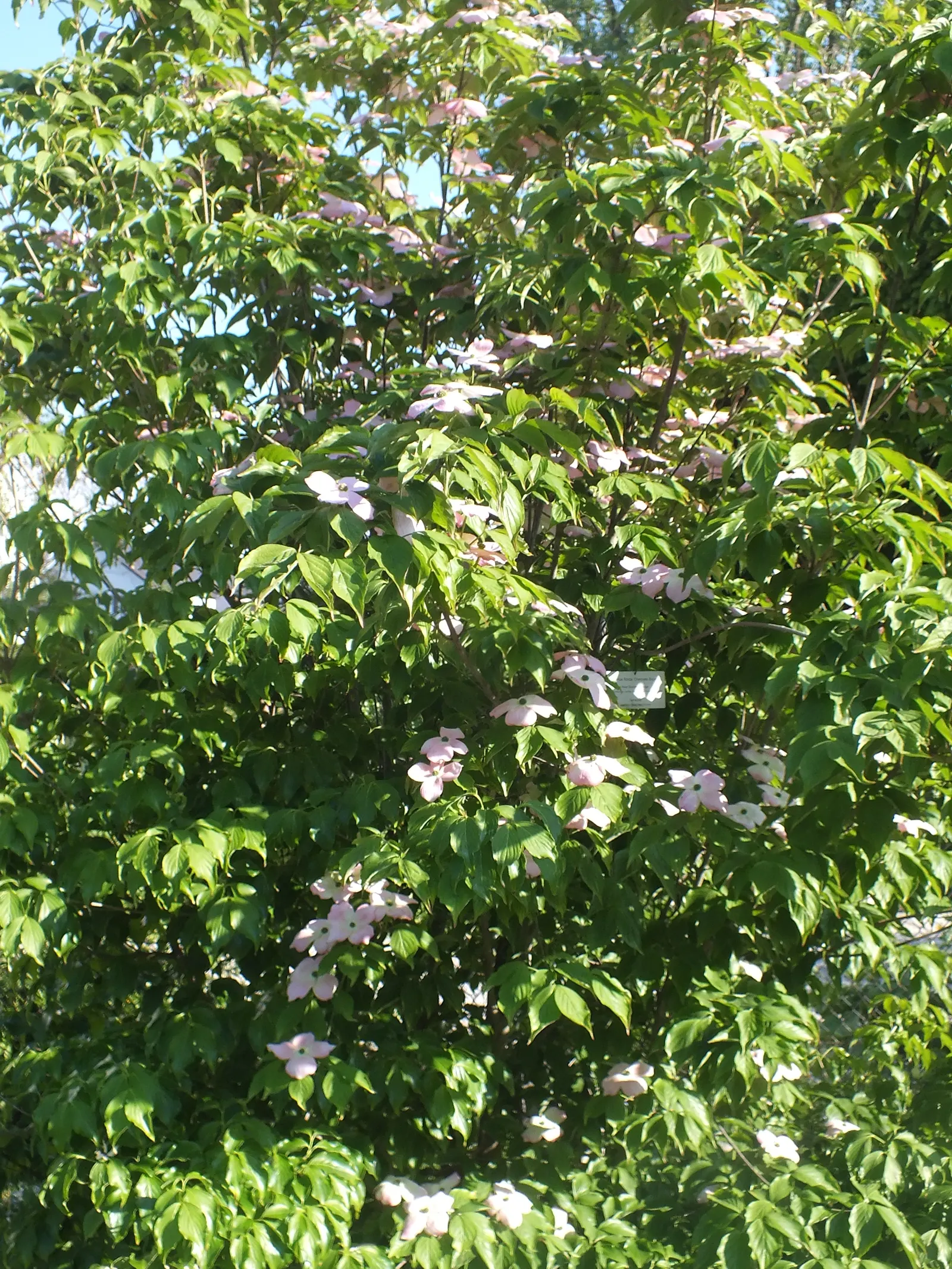 Flowering Dogwood (Cornus Florida) — It thrives in USDA Hardiness Zones 5 through 9; prefers well-drained, acidic soil and partial sun