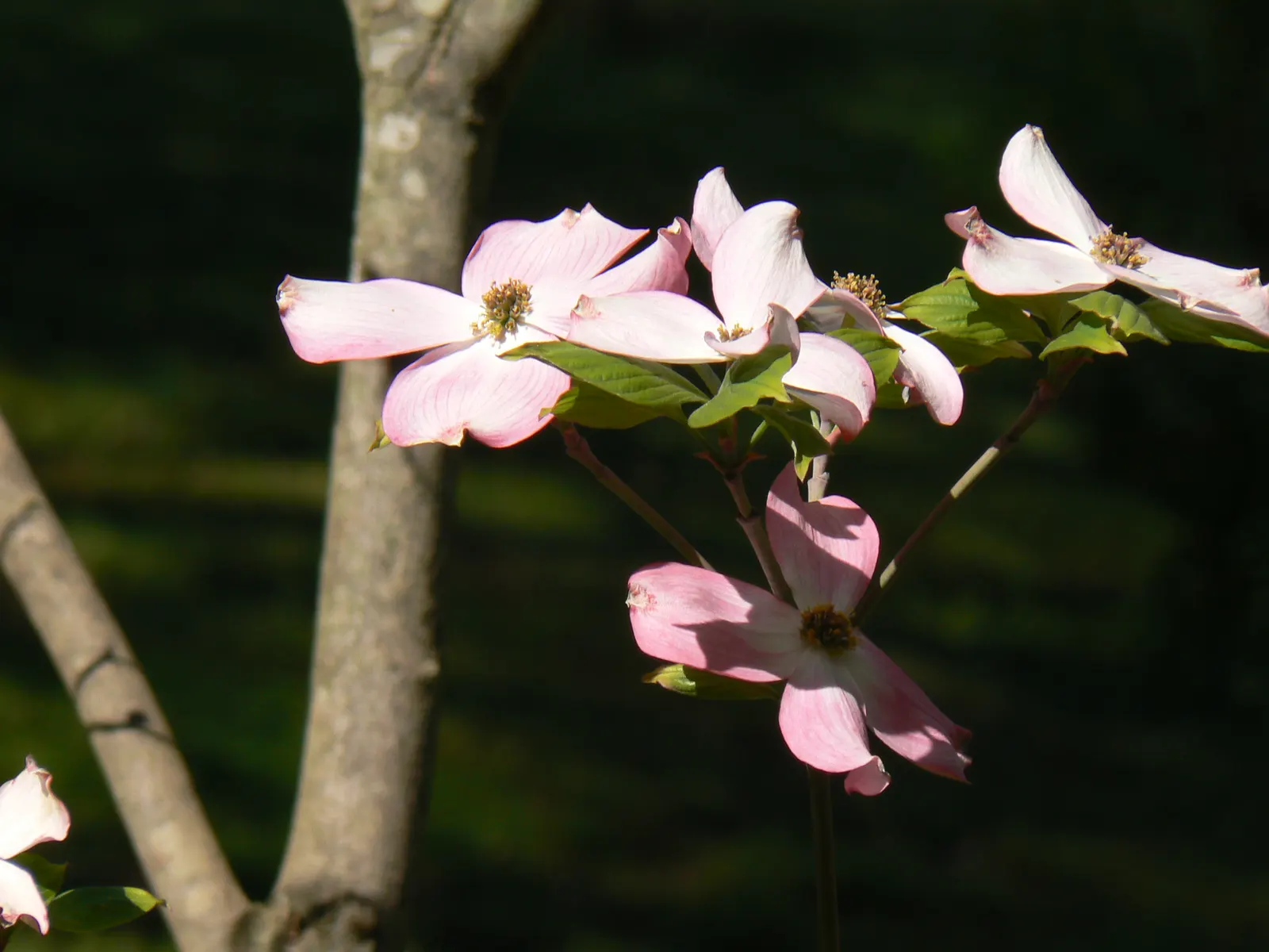 Flowering Dogwood (Cornus Florida) — accompanied by bright red berries that provide nourishment for local bird species; this deciduous tree boasts a moderate