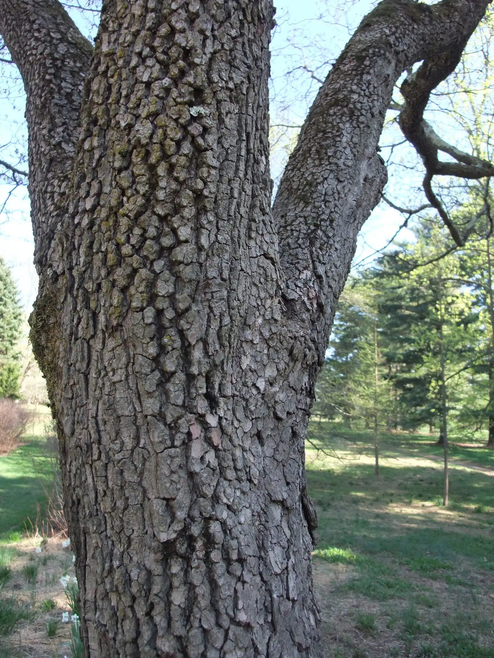 Flowering Dogwood (Cornus Florida) — petal-like white or pink bracts in spring; this deciduous tree boasts a moderate growth rate and prefers well-drained