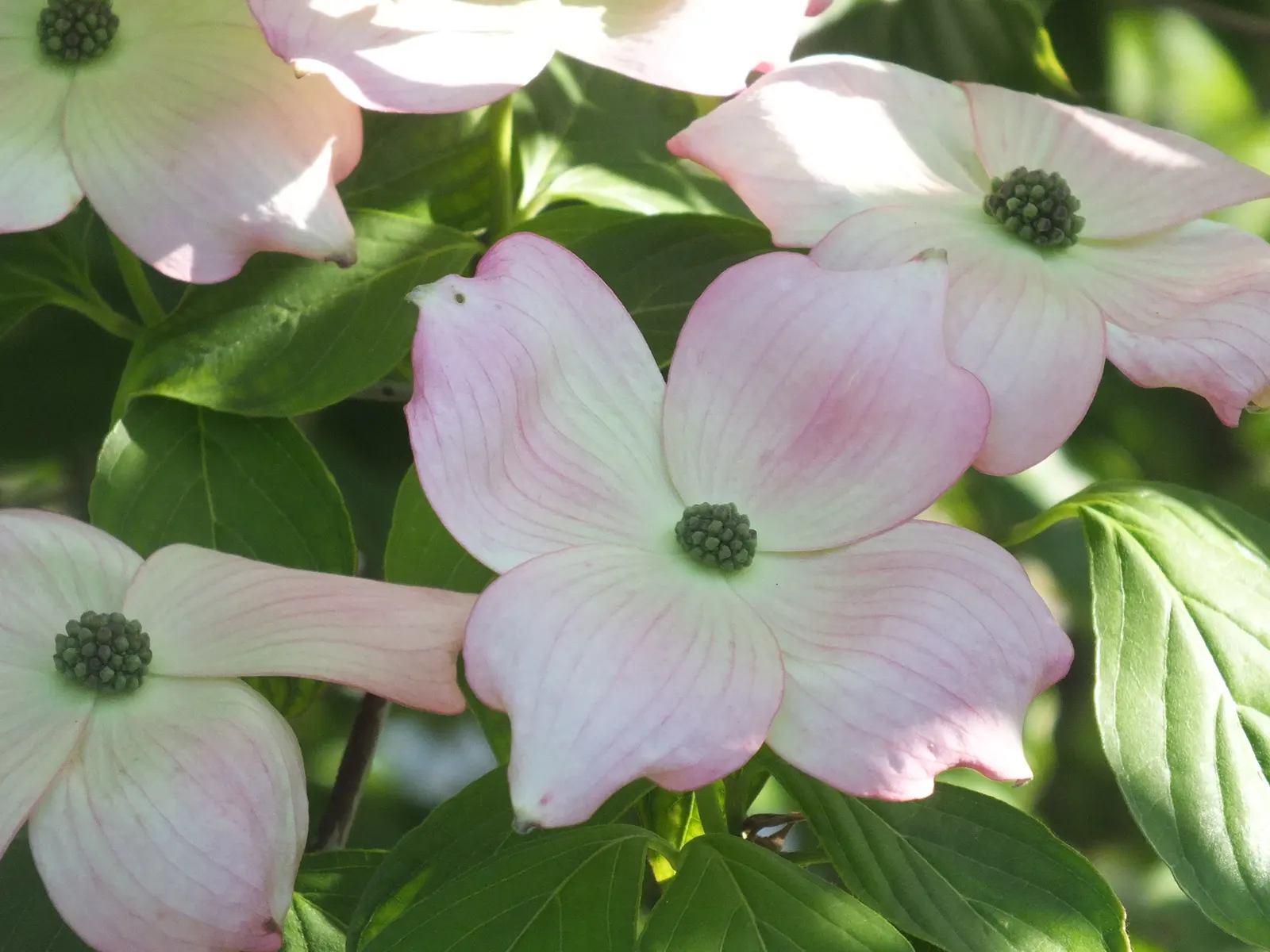 Flowering Dogwood (Cornus Florida) — This deciduous tree boasts a moderate growth rate and prefers well-drained; accompanied by bright red berries that provide