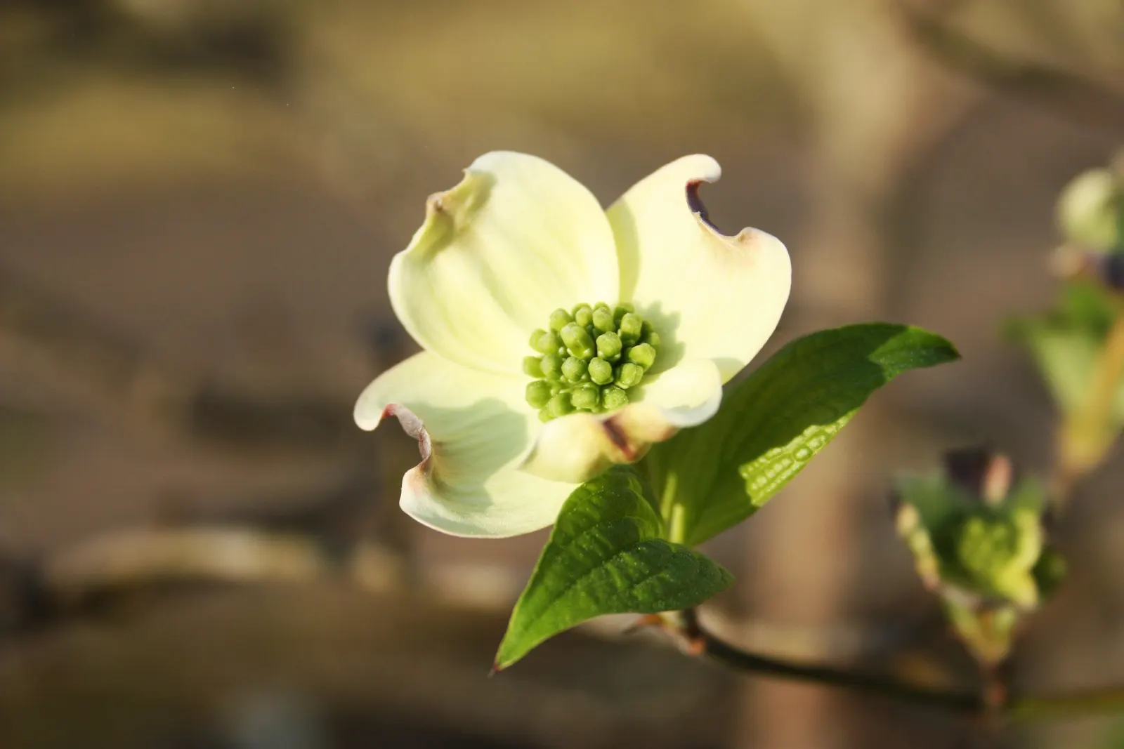 Flowering Dogwood (Cornus Florida) — petal-like white or pink bracts in spring