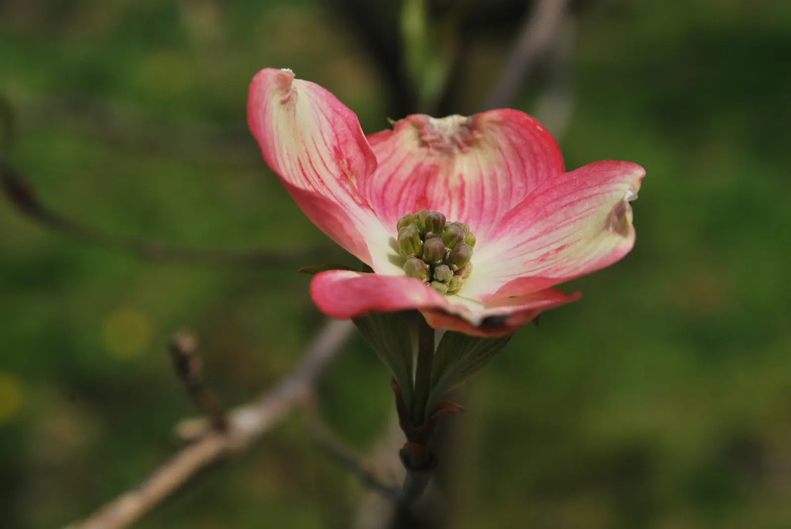Flowering Dogwood (Cornus Florida) — the Flowering Dogwood captivates with its showy bracts - often mistaken for petals - that surround the true; this