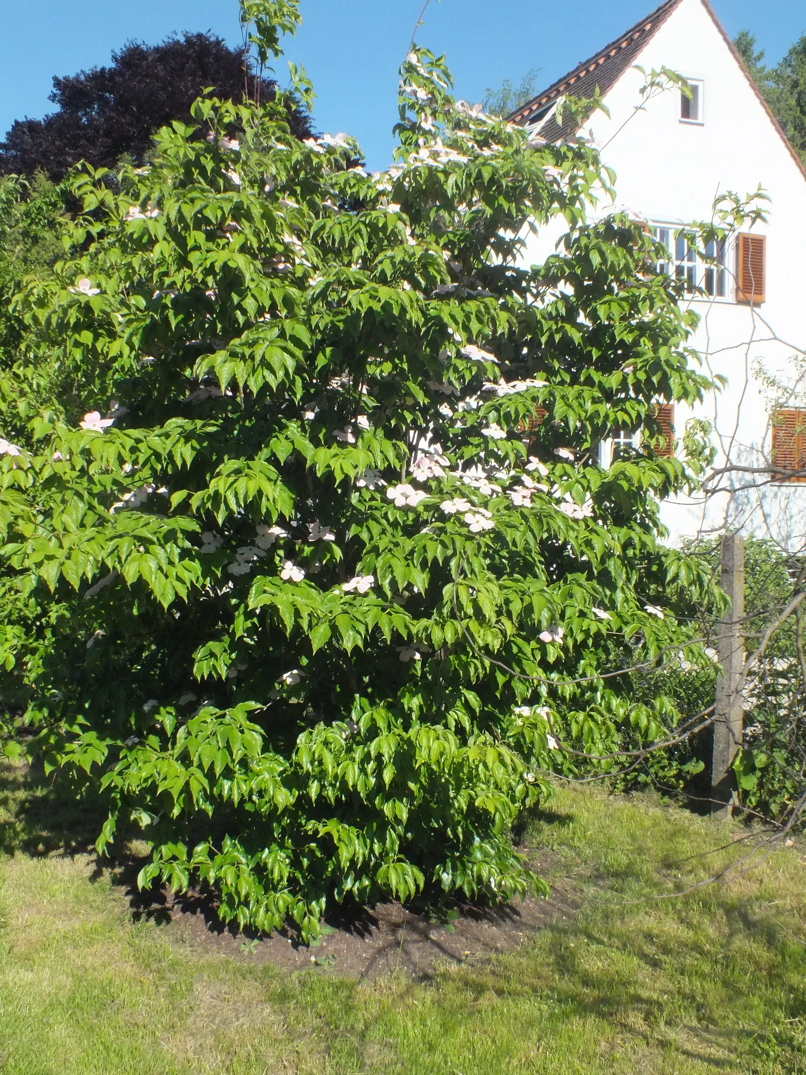 Flowering Dogwood (Cornus Florida) — scientifically known as Cornus florida; accompanied by bright red berries that provide nourishment for local bird species