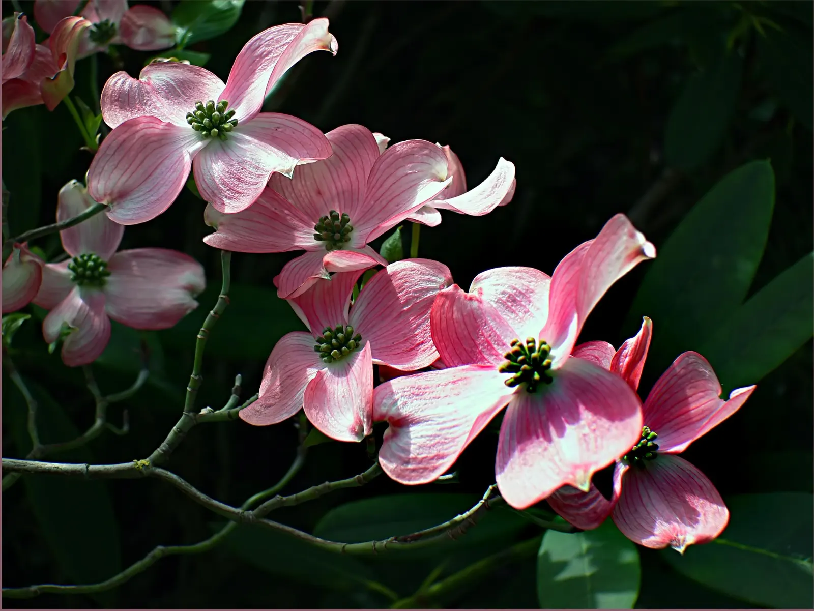 Flowering Dogwood (Cornus Florida) — Prefers well-drained, acidic soil and partial sun; remember to space these trees adequately apart to ensure proper air