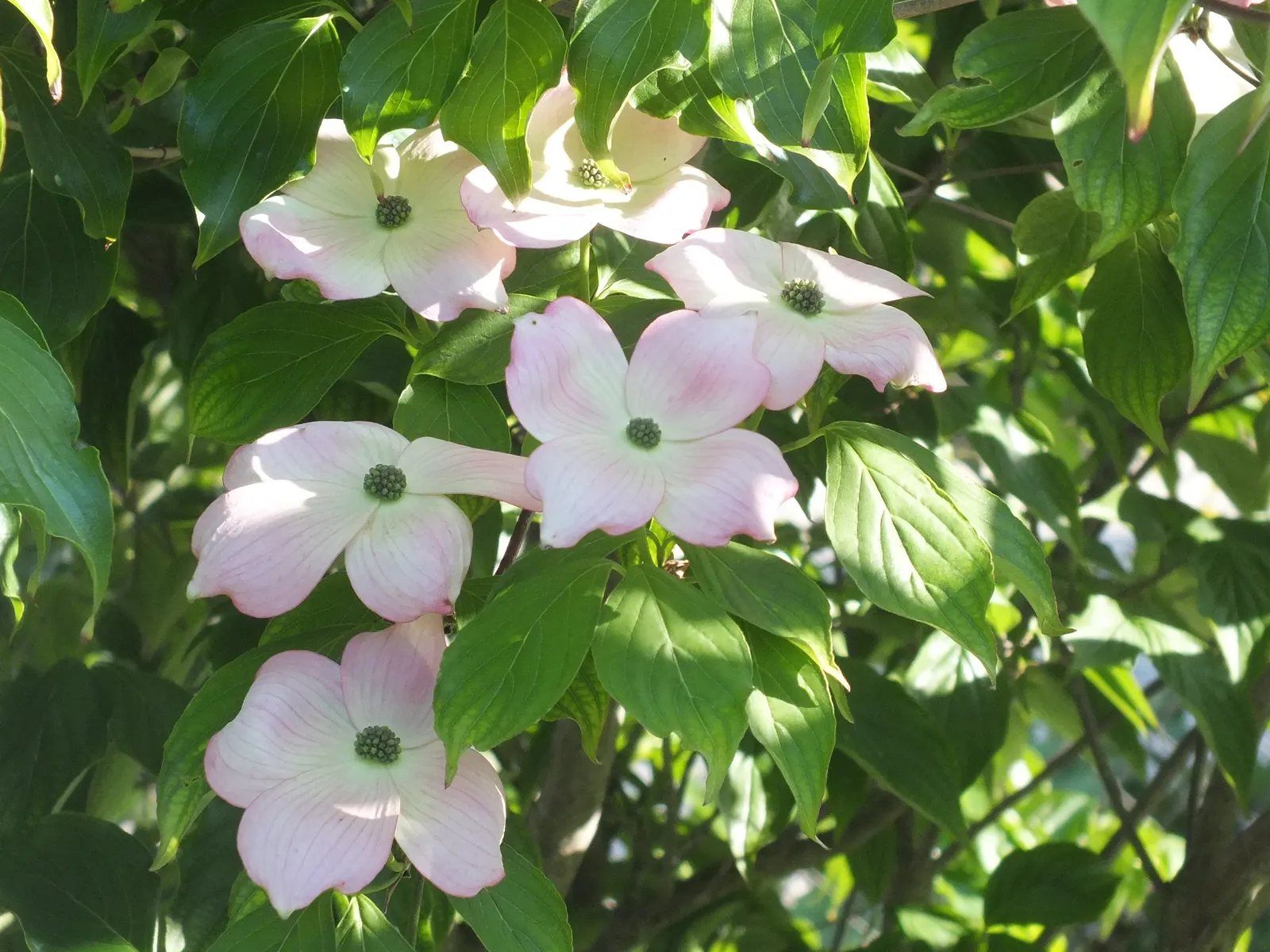 Flowering Dogwood (Cornus Florida) — acidic soils rich in organic matter; remember to space these trees adequately apart to ensure proper air circulation and