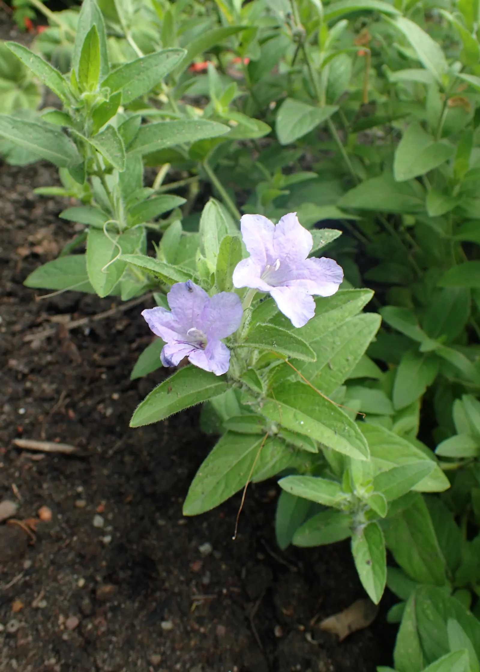 Wild Petunia (Ruellia Humilis) — This hardy perennial thrives in USDA zones 4-8, reaching 1-2 feet in height with a similar spread; it prefers, image 72