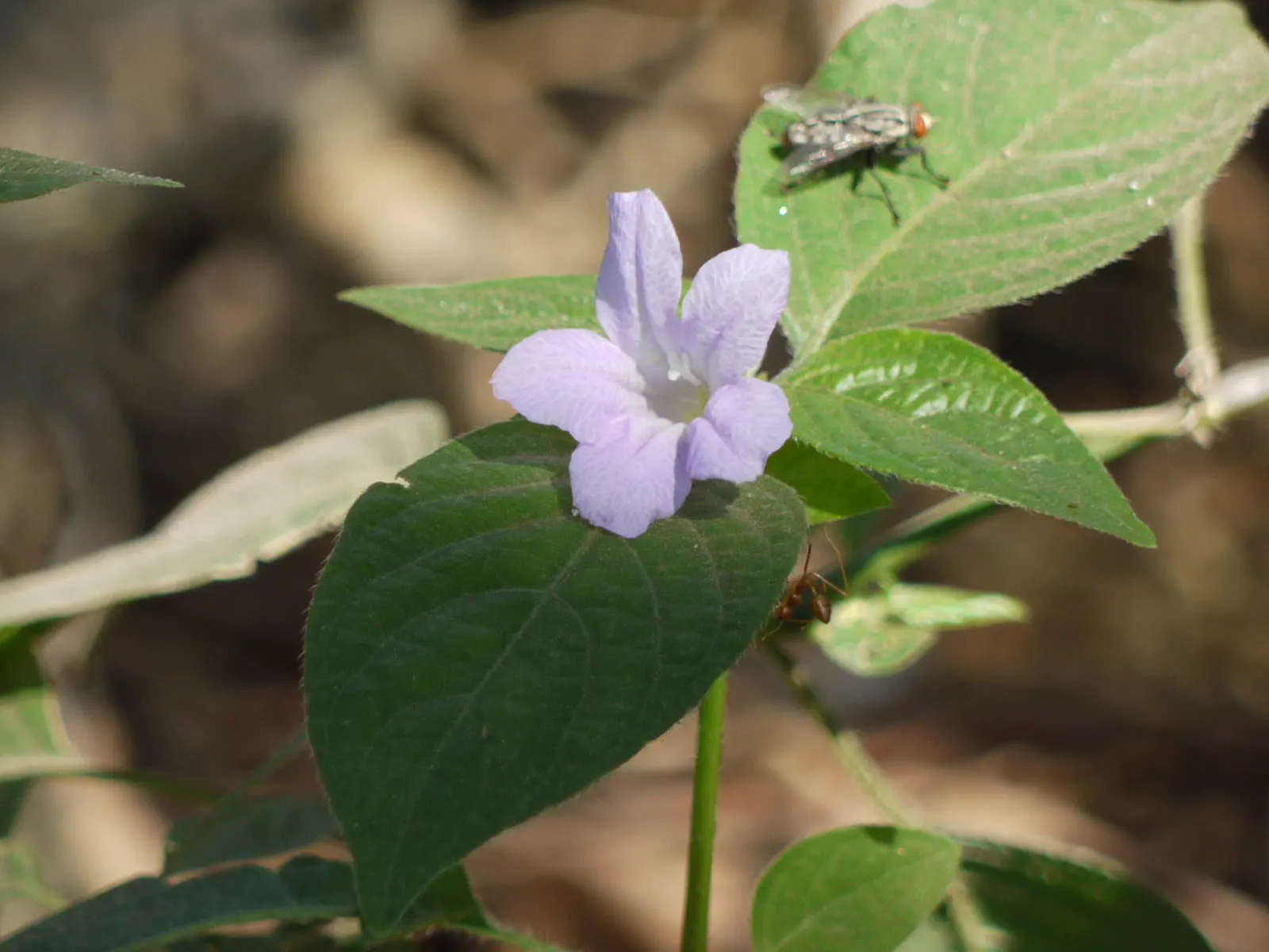 Wild Petunia (Ruellia Humilis) — this plant produces an abundance of lavender to purplish-blue flowers