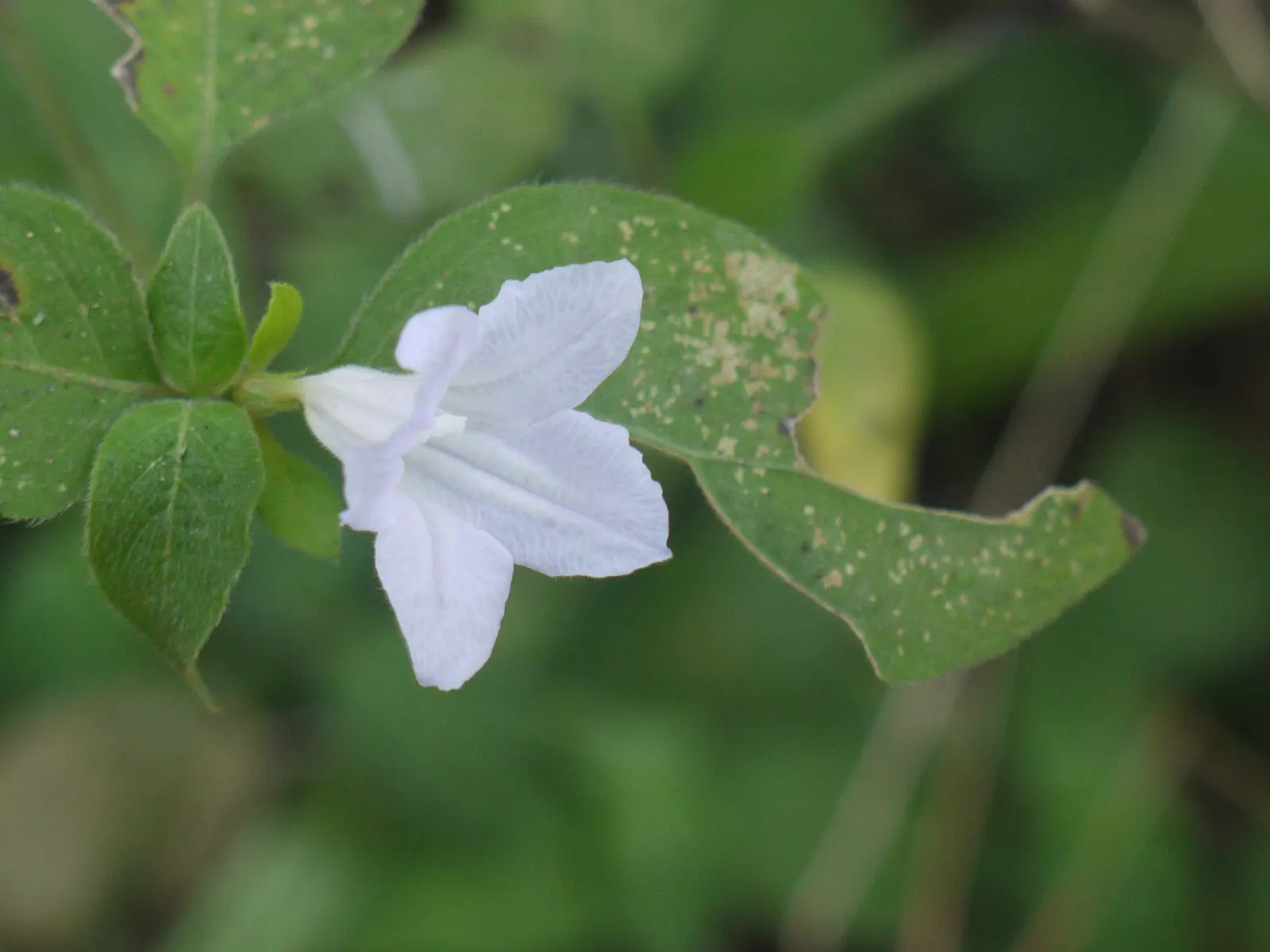 Wild Petunia (Ruellia Humilis) — which can add a bright splash of color to your landscape design.<br><br>Hardy in USDA zones 4 to 8; its leaves are, image 61