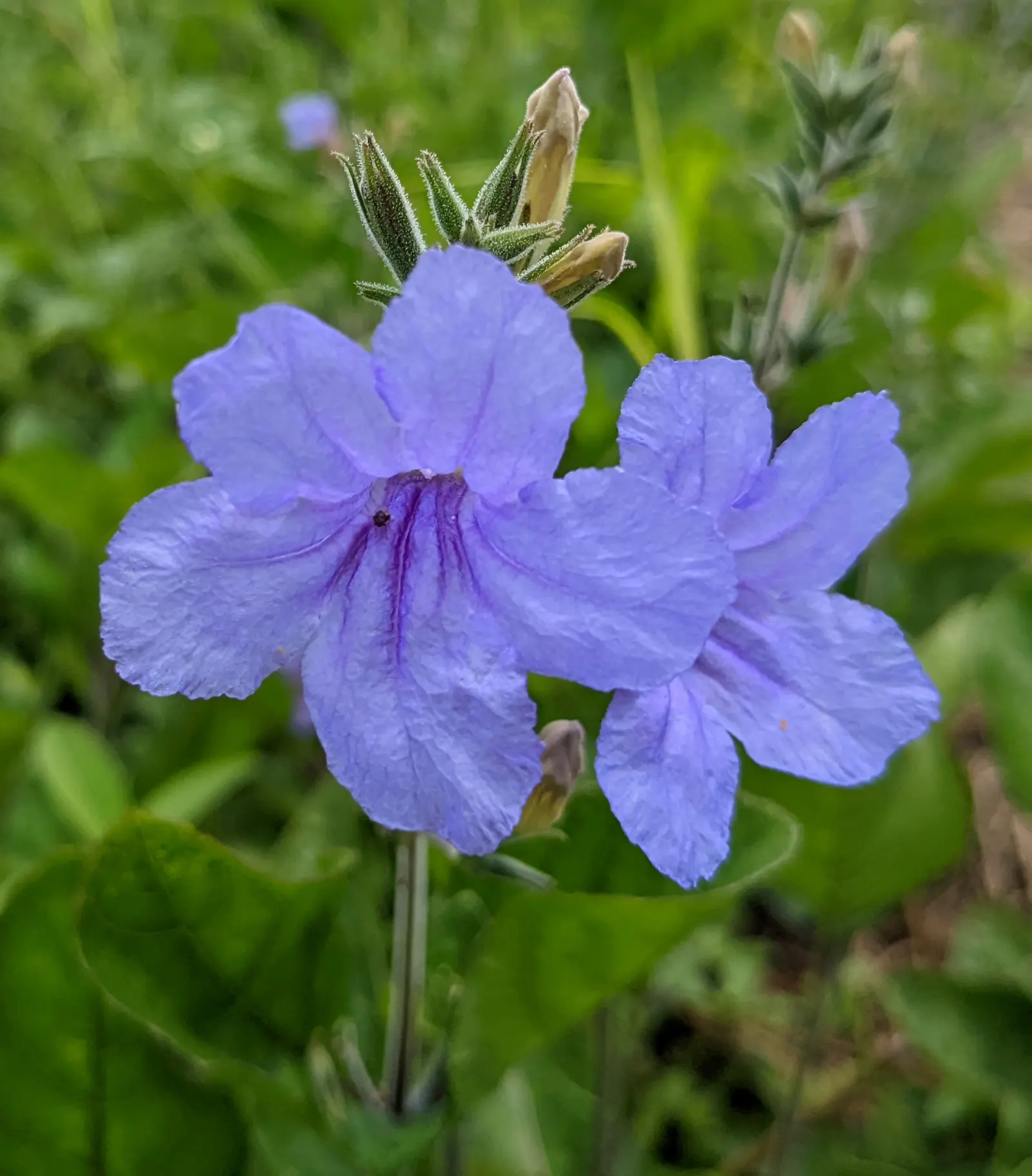 Wild Petunia (Ruellia Humilis) — it provides a low-maintenance ground cover or border plant; ruellia humilis fits beautifully in border fronts, image 51
