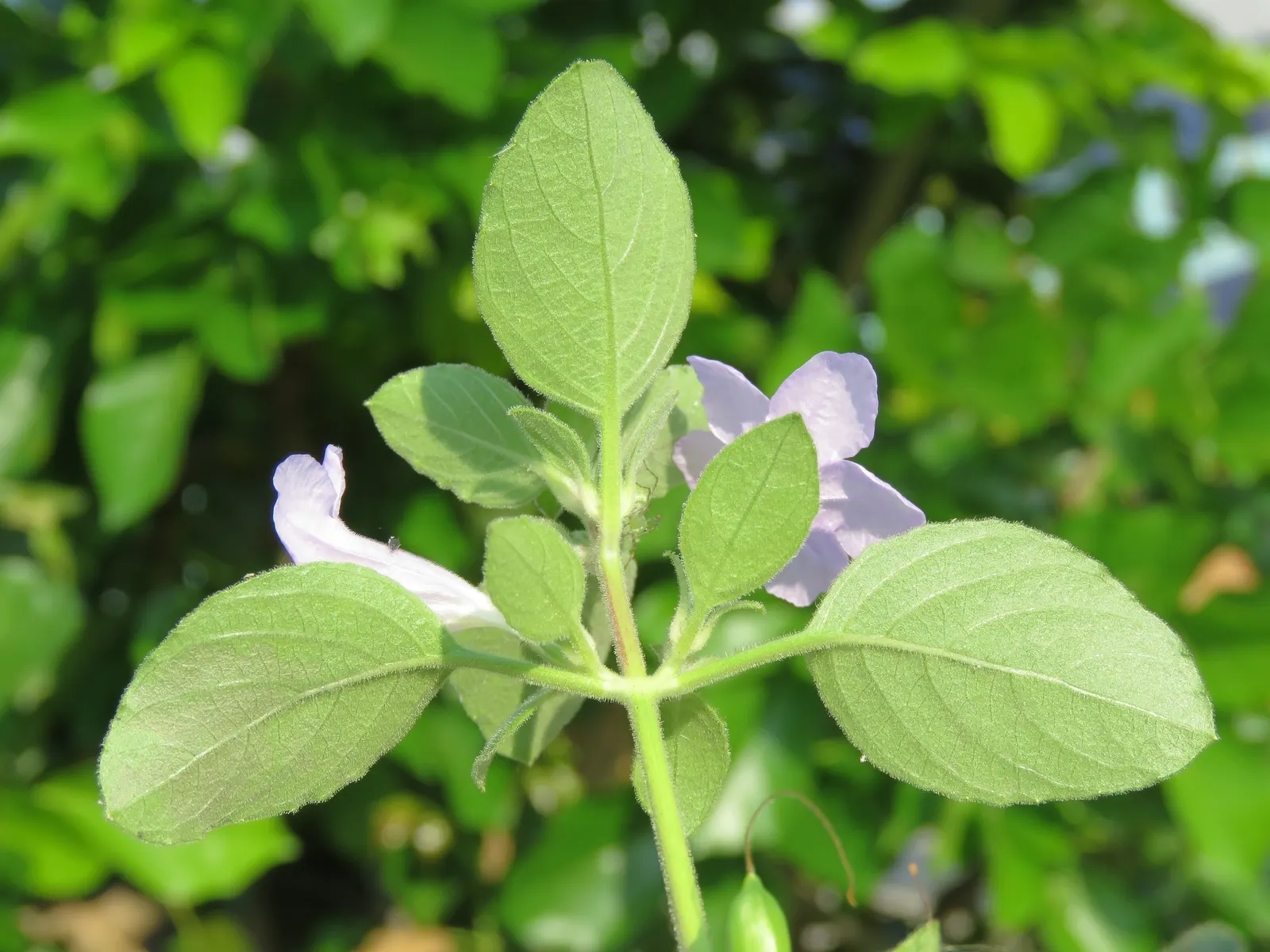 Wild Petunia (Ruellia Humilis) — scientifically known as Ruellia humilis; perennial for full, image 76