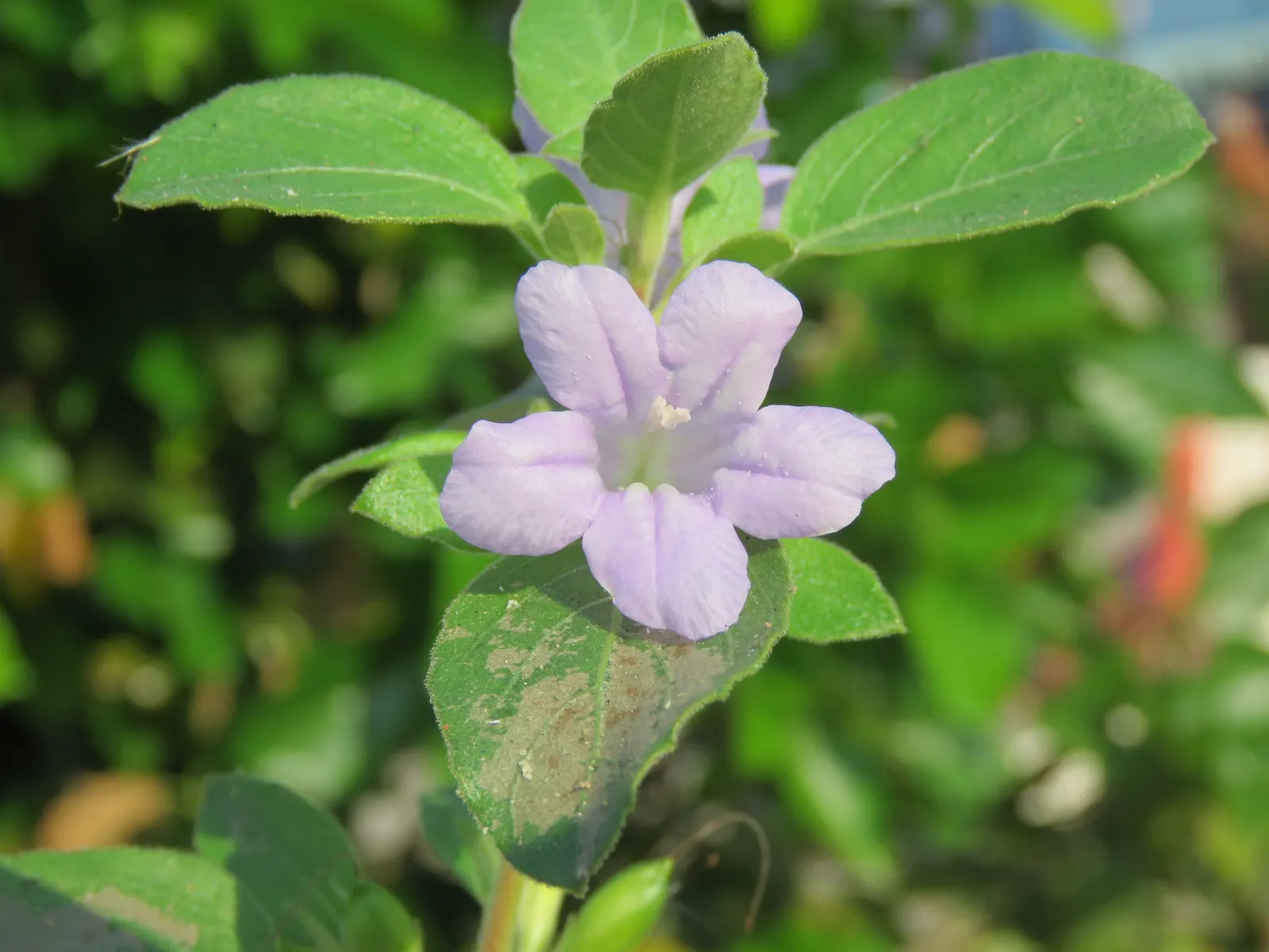 Wild Petunia (Ruellia Humilis) — each about 2 inches in diameter; this hardy perennial thrives in USDA zones 4-8, reaching 1-2 feet in height with, image 106