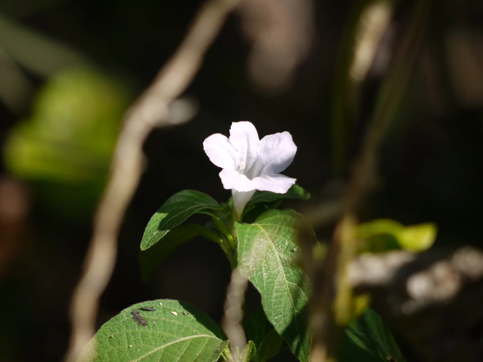 Wild Petunia (Ruellia Humilis) — Ruellia humilis fits beautifully in border fronts; each about 2 inches in diameter, image 55