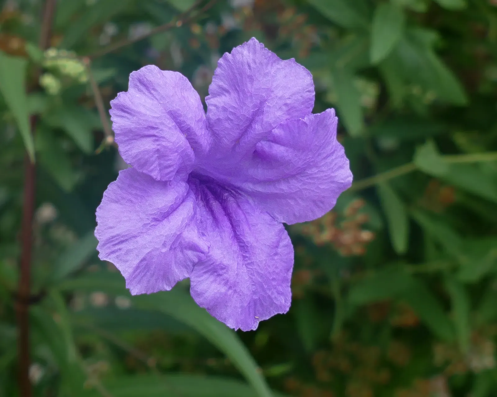 Wild Petunia (Ruellia Humilis) — scientifically known as Ruellia humilis