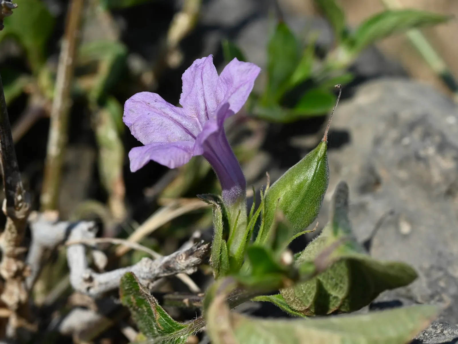 Wild Petunia (Ruellia Humilis) — blue and lavender flowers in the garden; attracts pollinators while resisting deer, adding both beauty and, image 67
