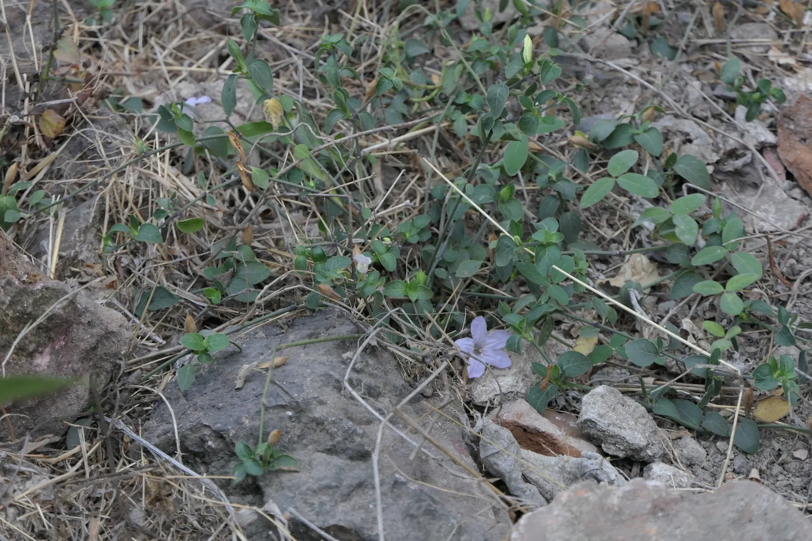 Wild Petunia (Ruellia Humilis) — it provides a low-maintenance ground cover or border plant