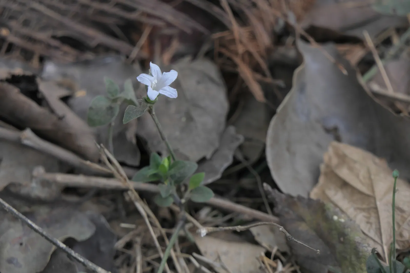 Wild Petunia (Ruellia Humilis) — With a native range across the central United States; scientifically known as Ruellia humilis, image 54