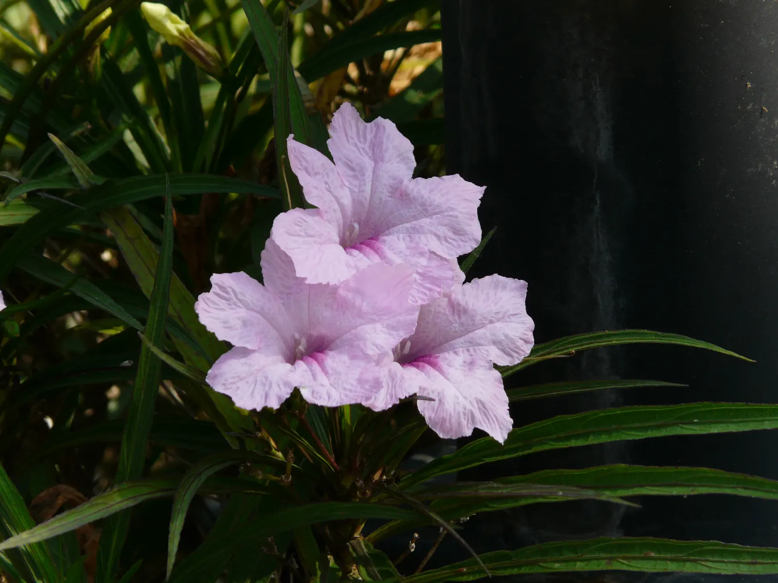 Wild Petunia (Ruellia Humilis) — Ruellia humilis fits beautifully in border fronts