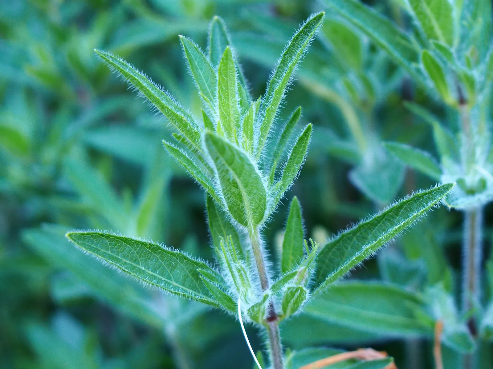 Wild Petunia (Ruellia Humilis) — which can add a bright splash of color to your landscape design.<br><br>Hardy in USDA zones 4 to 8; its leaves are lanceolate