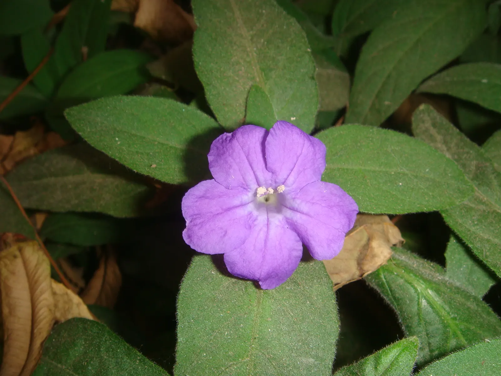Wild Petunia (Ruellia Humilis) — Attracts pollinators while resisting deer, adding both beauty and function to diverse landscapes; wild Petunia, image 98