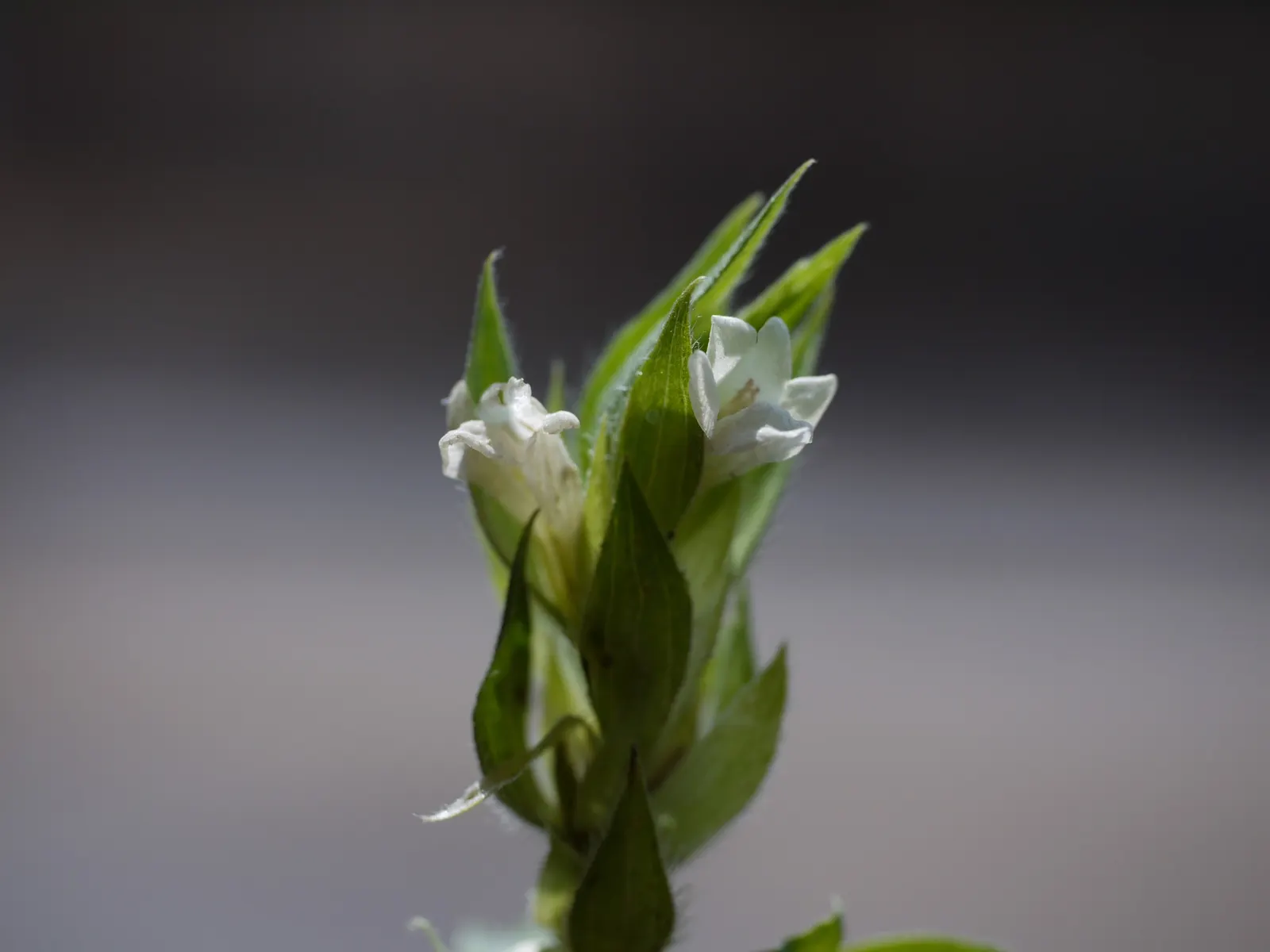 Wild Petunia (Ruellia Humilis) — perennial for full; offering a low-fuss option for the cultivation of natural aesthetics in your client's garden, image 92