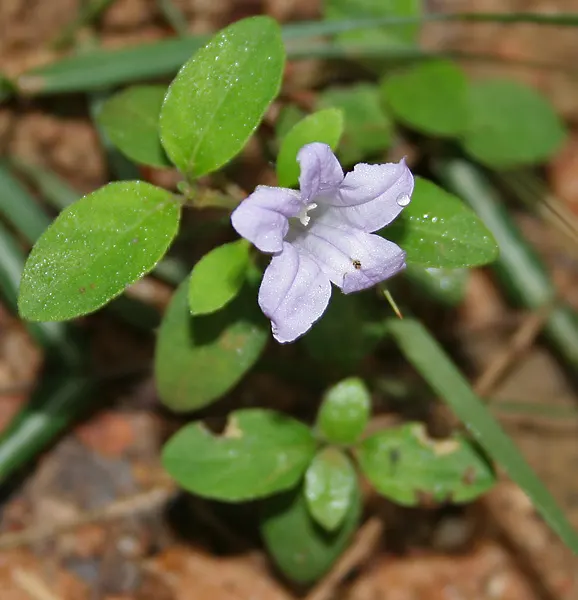 Wild Petunia (Ruellia Humilis) — This hardy perennial thrives in USDA zones 4-8, reaching 1-2 feet in height with a similar spread