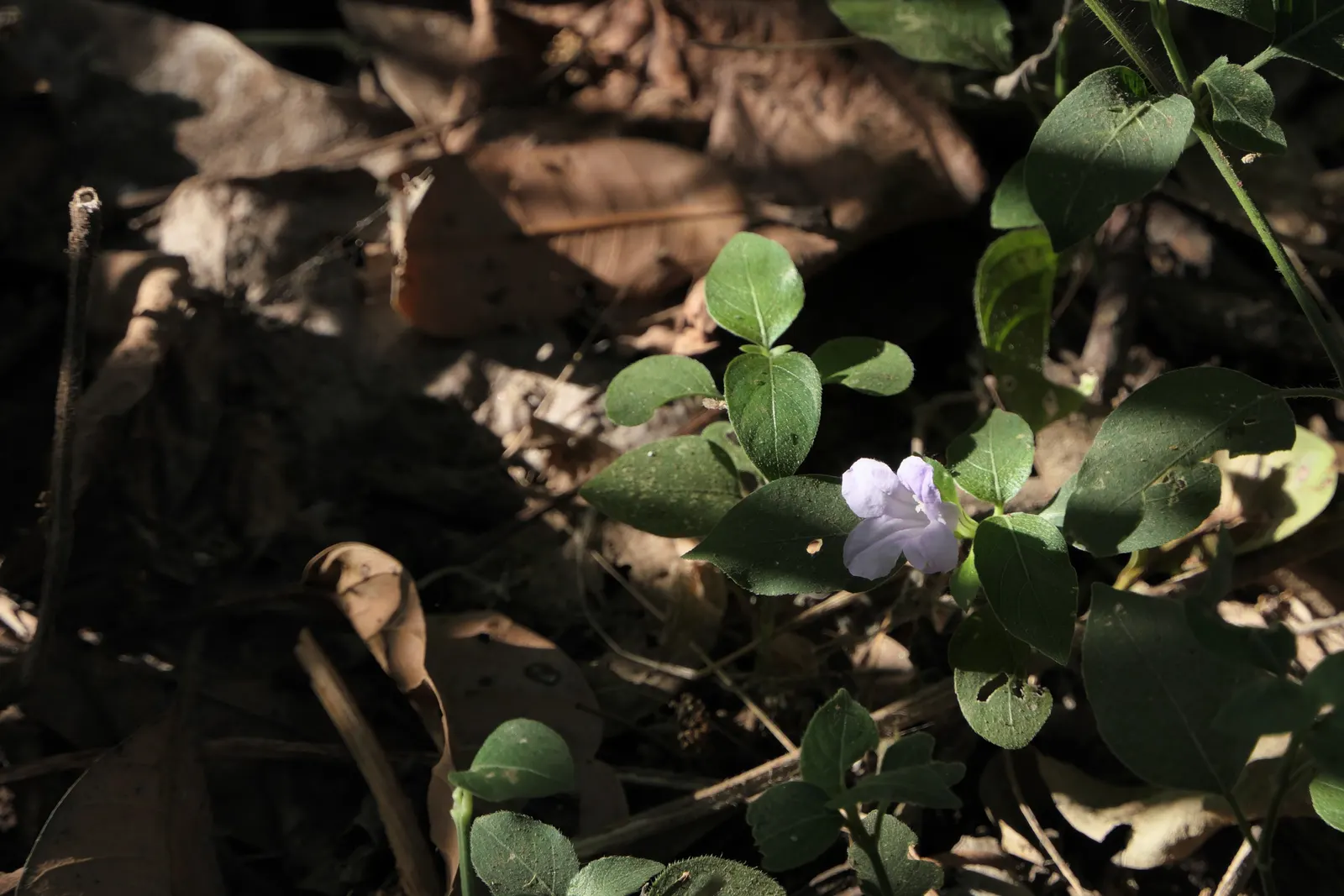 Wild Petunia (Ruellia Humilis) — Wild Petunia thrives in full sun to part shade; making it an ideal choice for xeriscaping or areas with periodic dry spells