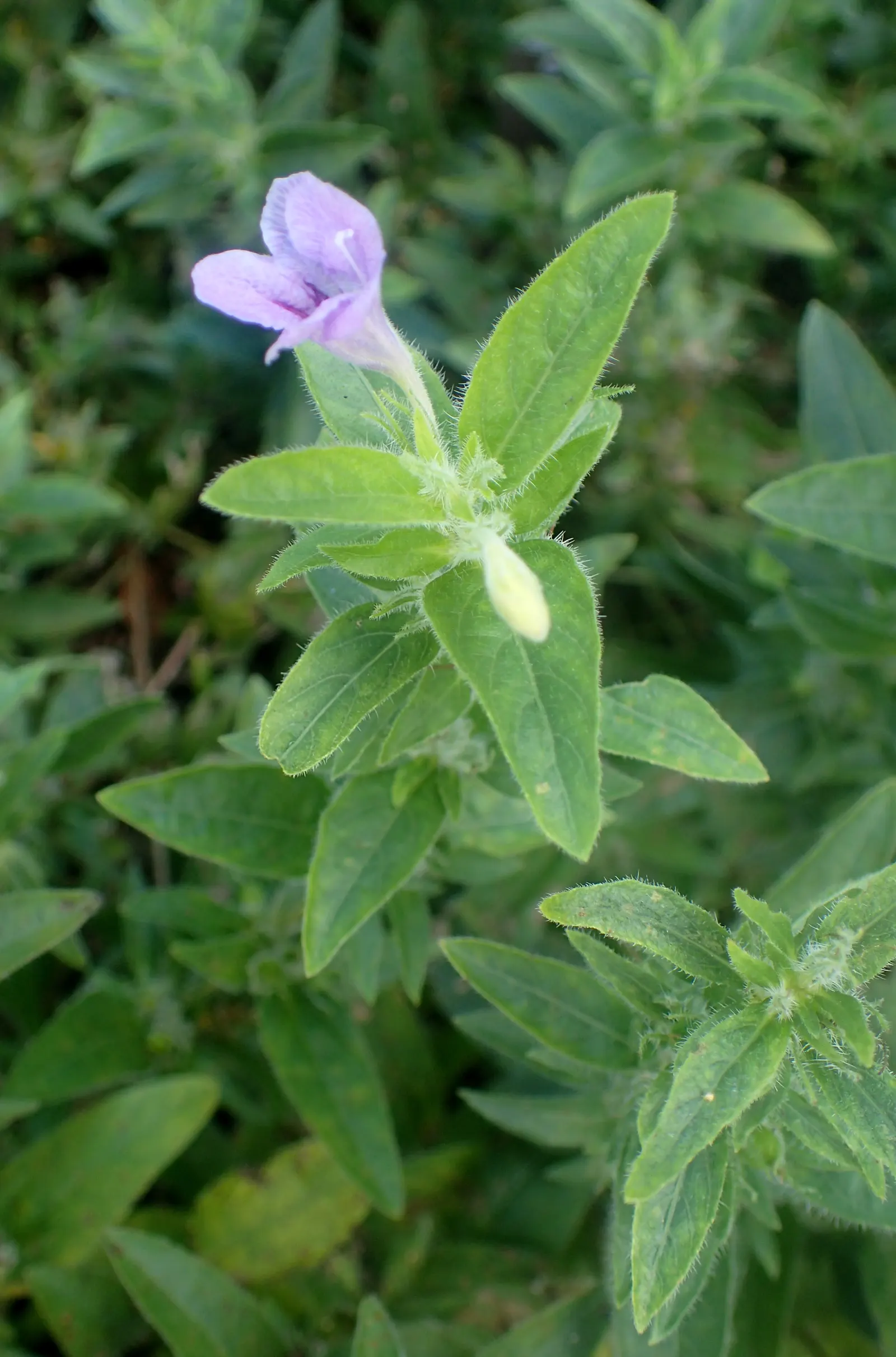 Wild Petunia (Ruellia Humilis) — blue and lavender flowers in the garden; attracts pollinators while resisting deer, adding both beauty and, image 90