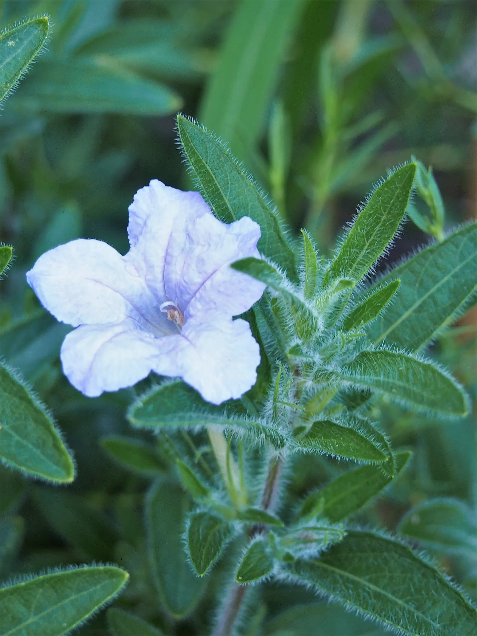 Wild Petunia (Ruellia Humilis) — measuring approximately 3 to 4 inches in length with fine hairs that give them a slightly fuzzy texture; it, image 57