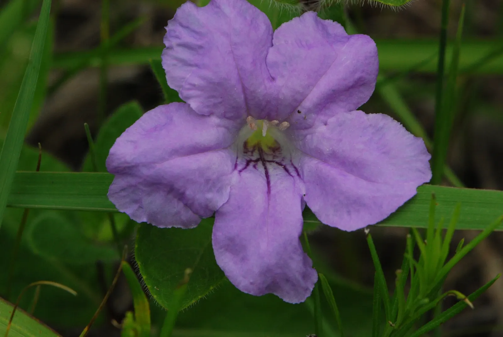 Wild Petunia (Ruellia Humilis) — From early summer to frost, image 35
