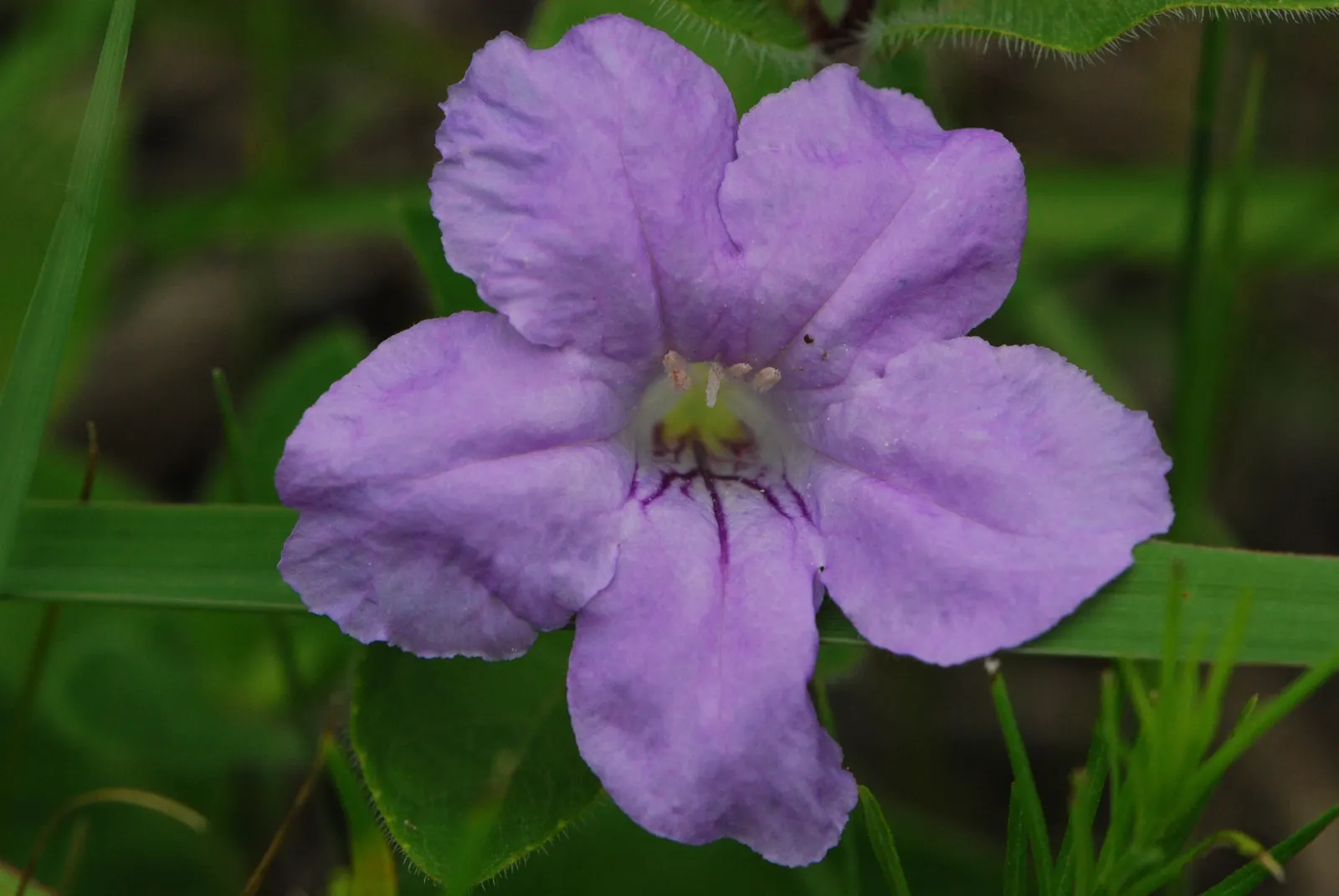 Wild Petunia (Ruellia Humilis) — it provides a low-maintenance ground cover or border plant; ruellia humilis fits beautifully in border fronts, image 97