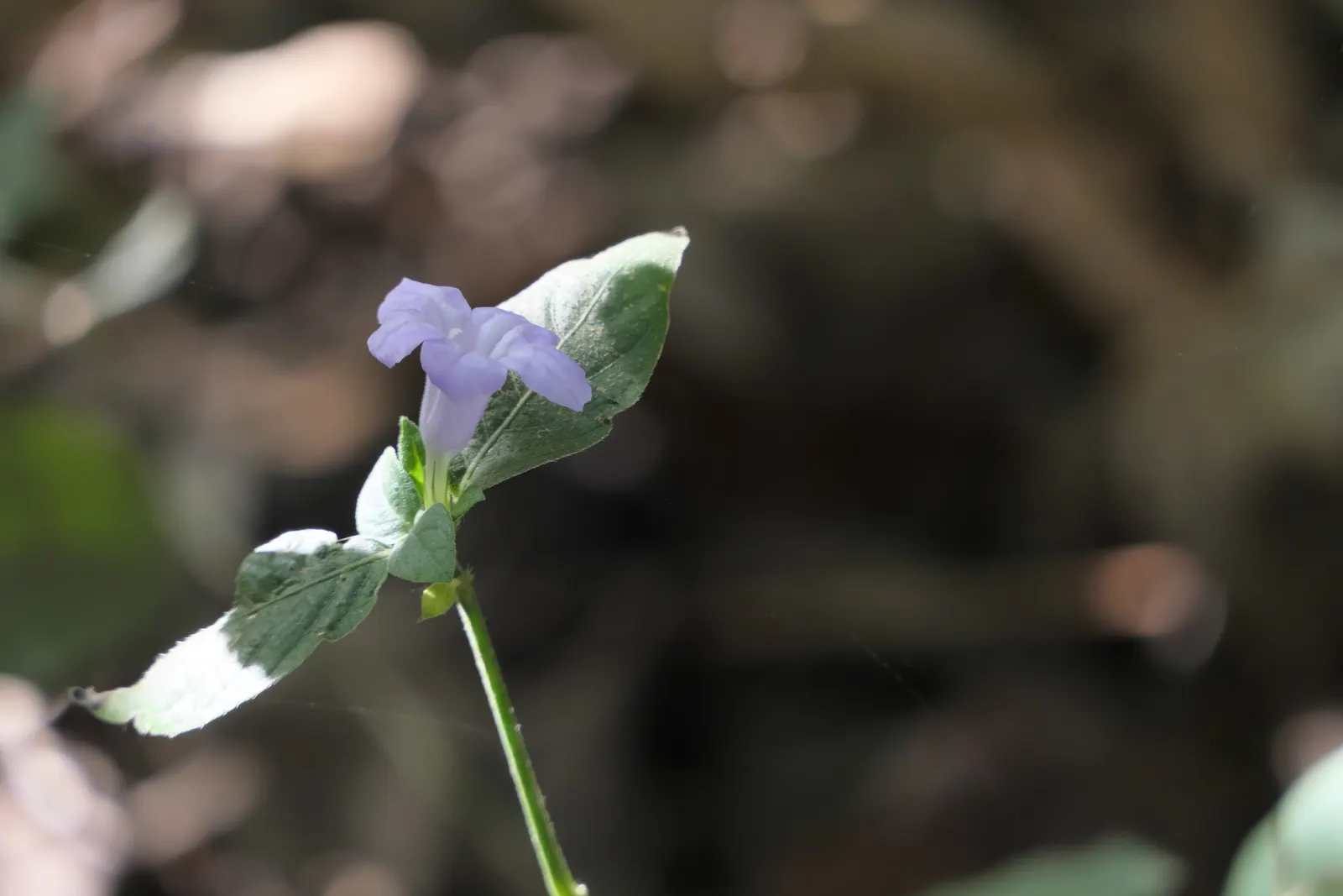 Wild Petunia (Ruellia Humilis) — scientifically known as Ruellia humilis; perennial for full
