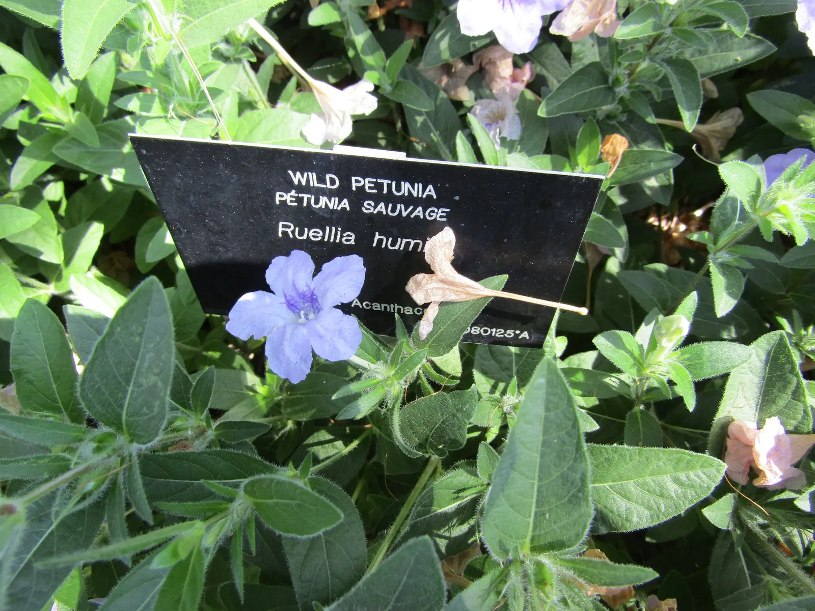 Wild Petunia (Ruellia Humilis) — From early summer to frost