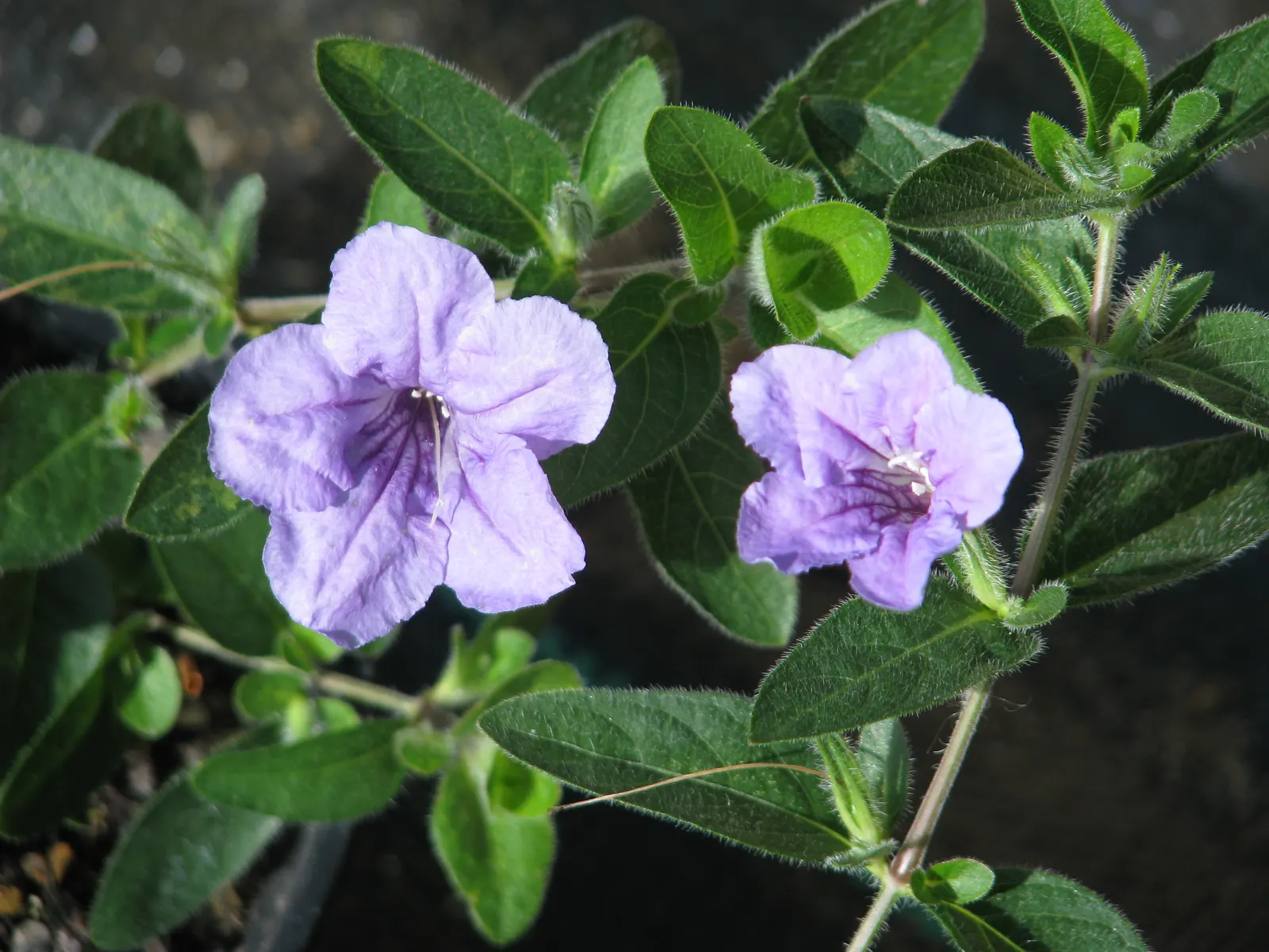 Wild Petunia (Ruellia Humilis) — measuring approximately 3 to 4 inches in length with fine hairs that give them a slightly fuzzy texture; it, image 103