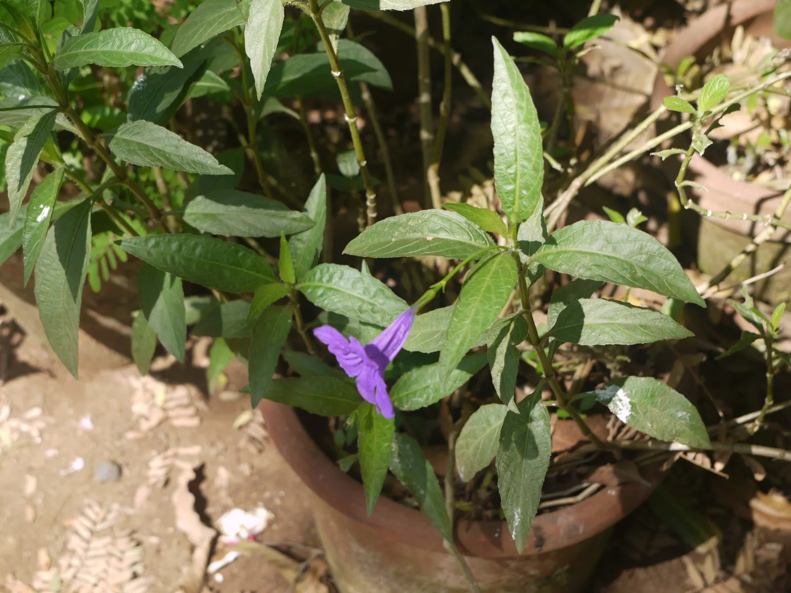 Wild Petunia (Ruellia Humilis) — With a native range across the central United States; scientifically known as Ruellia humilis, image 77