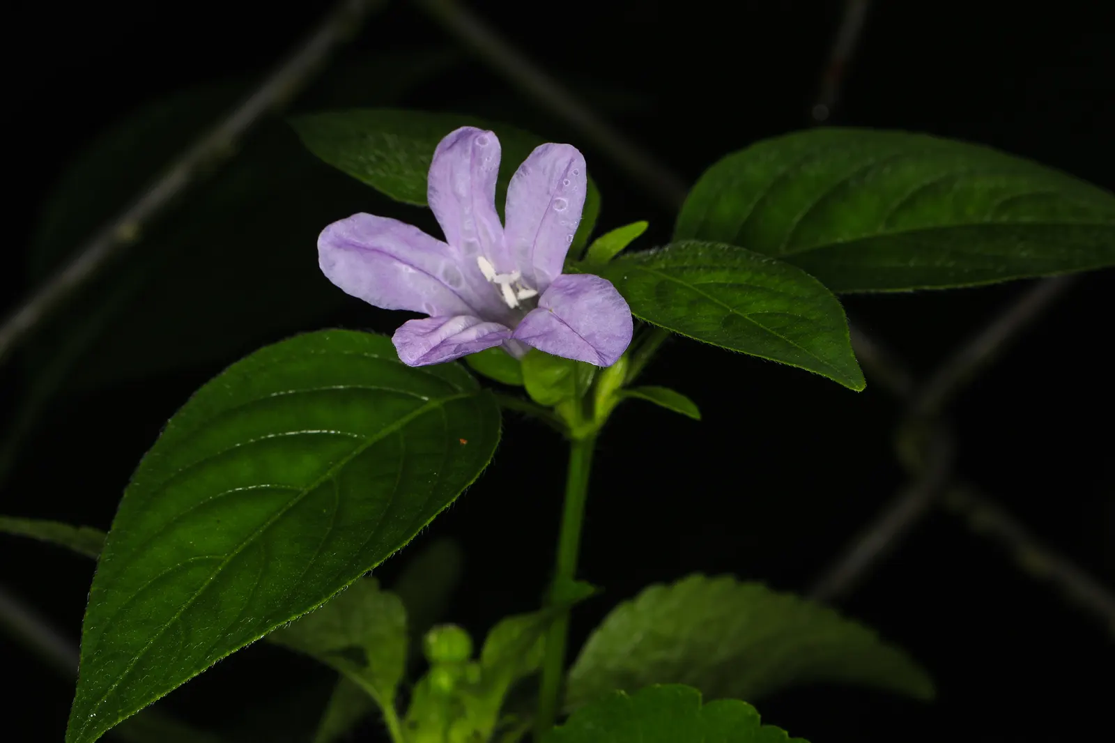 Wild Petunia (Ruellia Humilis) — Its ability to self-seed ensures a delightful return year after year; which can add a bright splash of color to your landscape